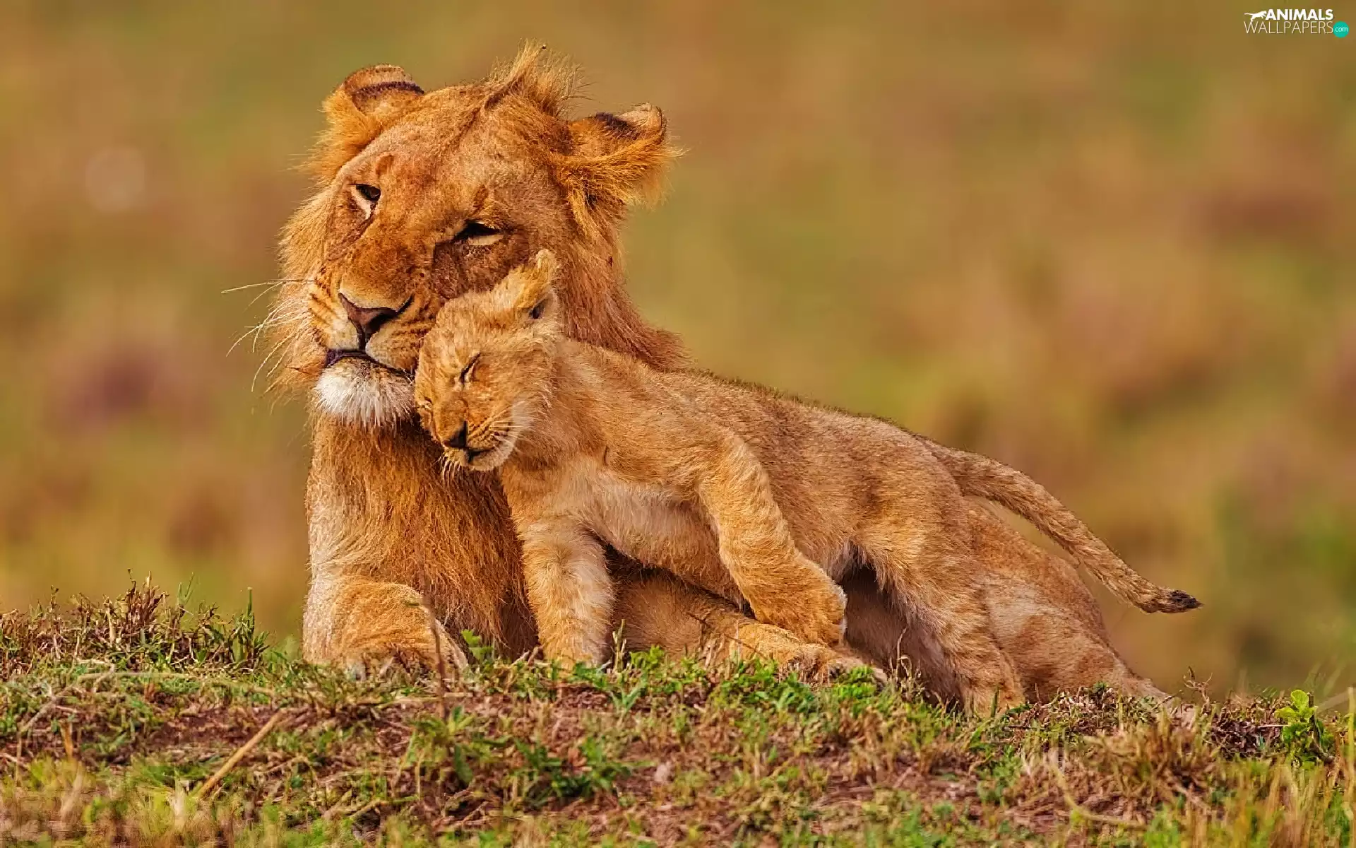 tenderness, Lion, young