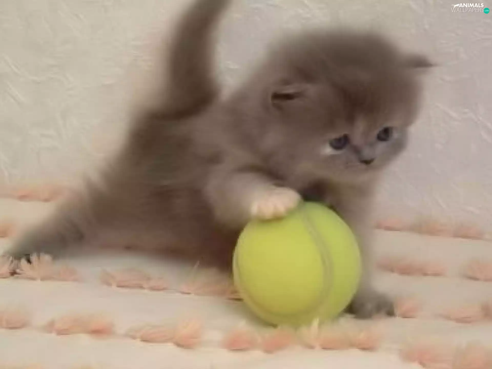 tennis, kitten, Ball