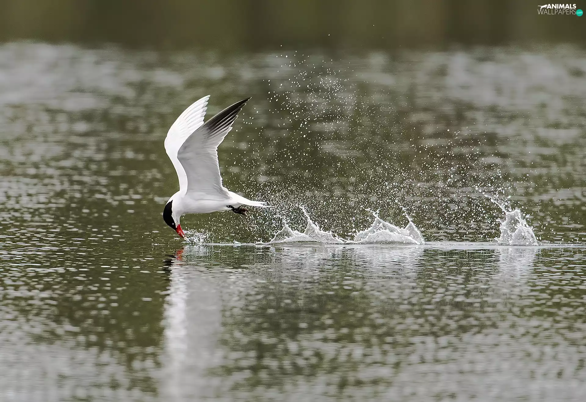 Tern, Bird, water