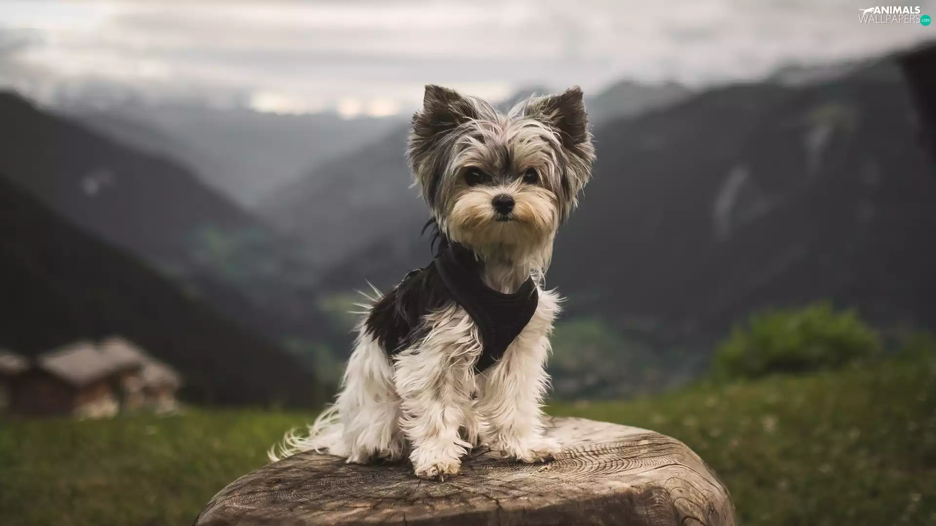 Yorkshire Terrier, background, Mountains, trunk