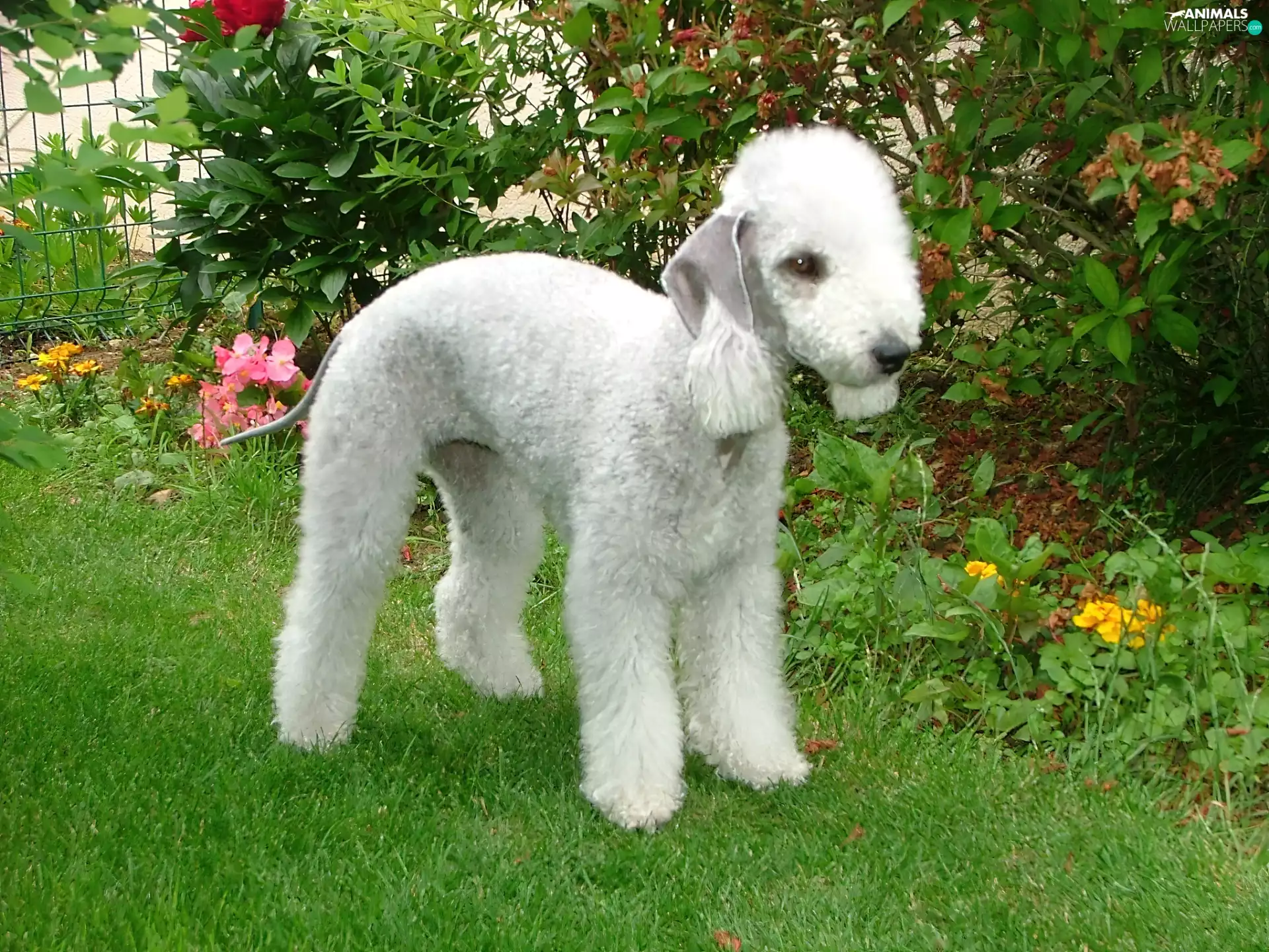 Bedington, grass, Flowers, terrier