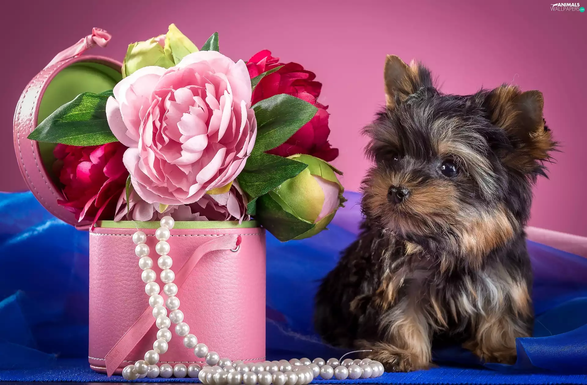 Yorkshire Terrier, Box, Pearl, Peonies