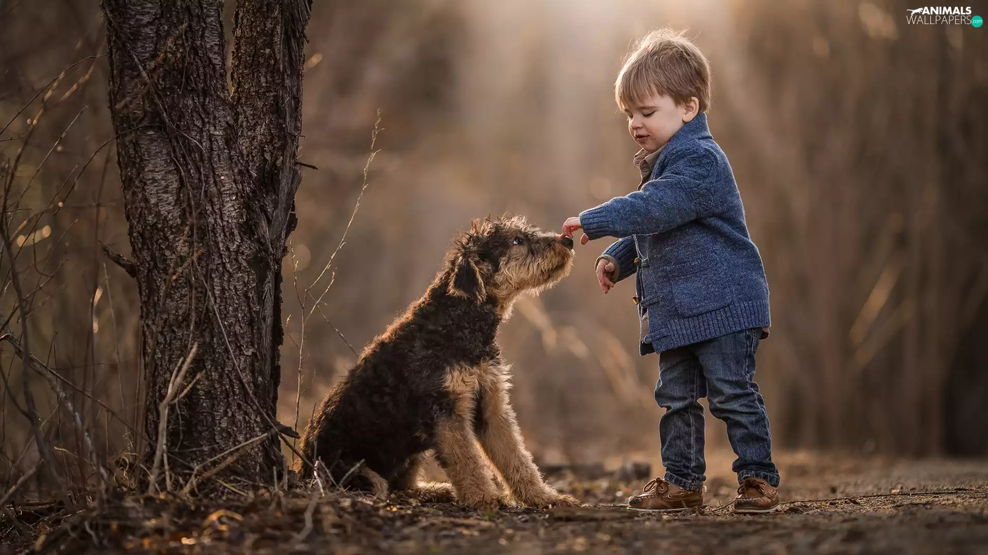 young, Terrier, boy, dog, trees