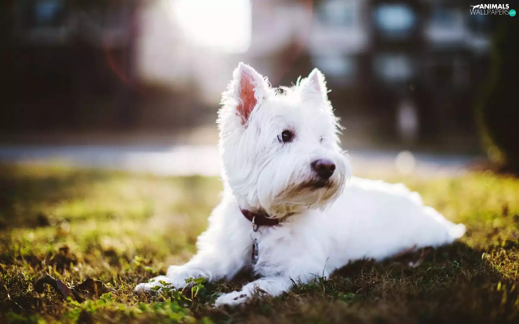 West Highland White Terrier, dog-collar