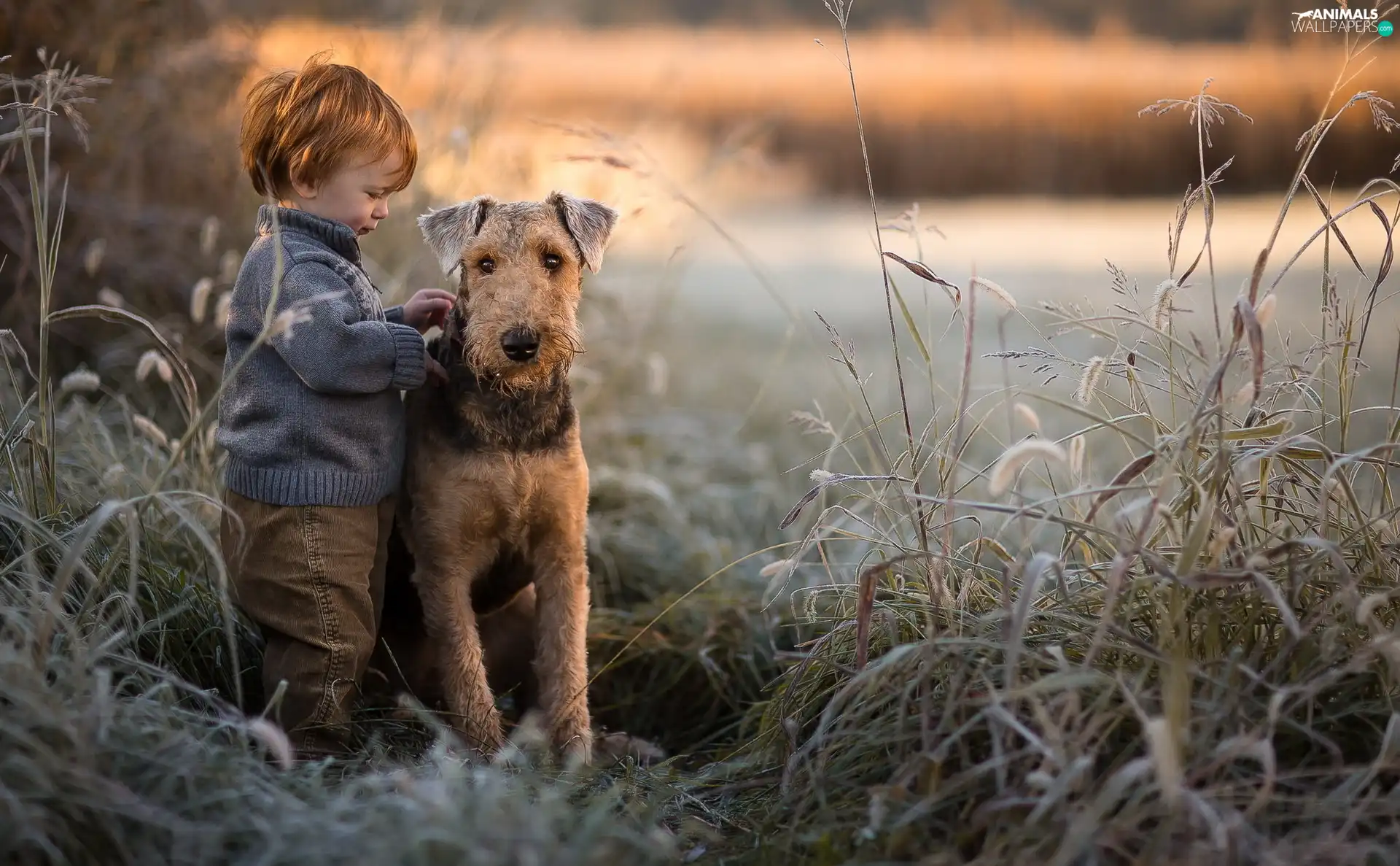 cane, grass, Airedale Terrier, boy, dog