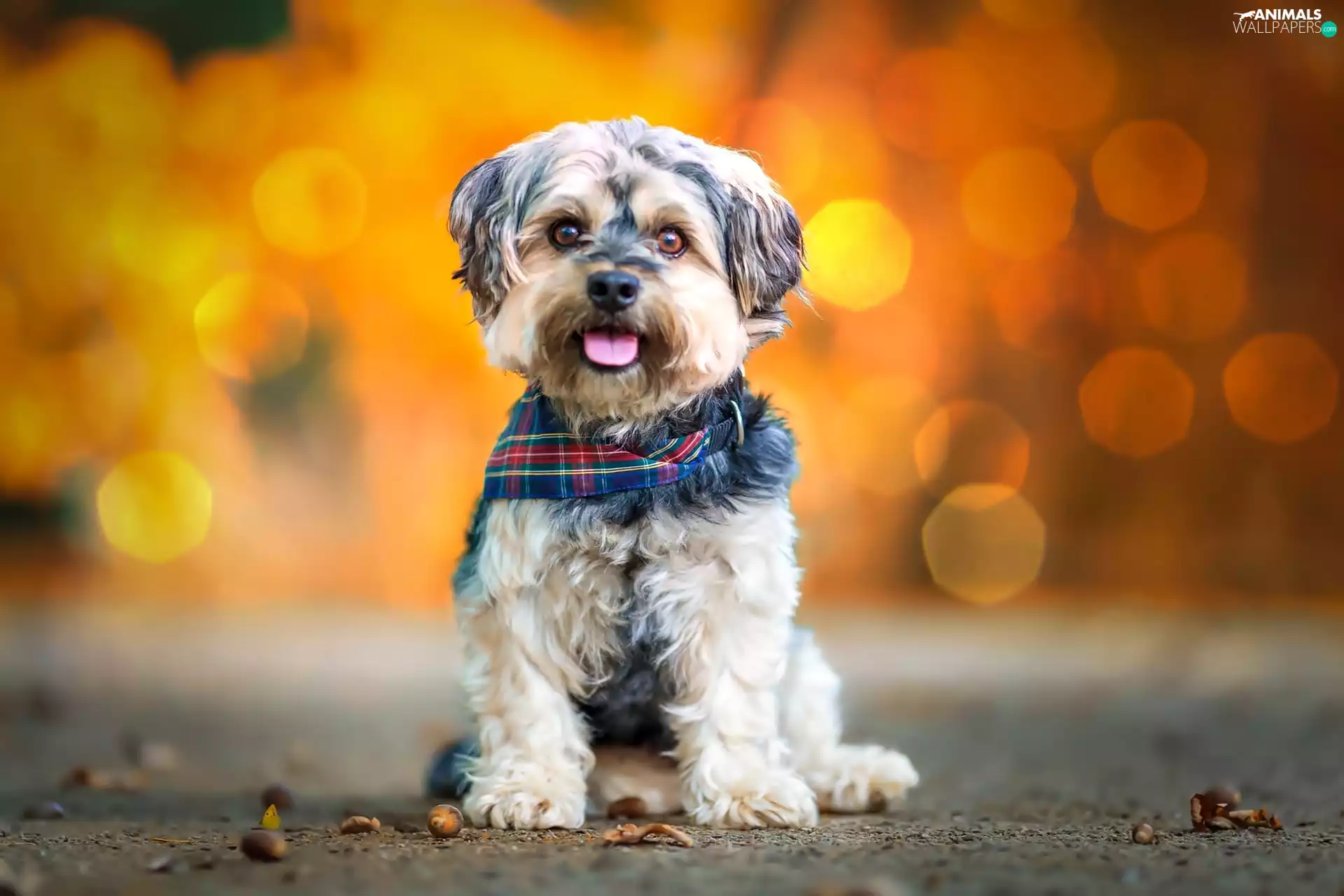 dog, scarf, glamour, terrier