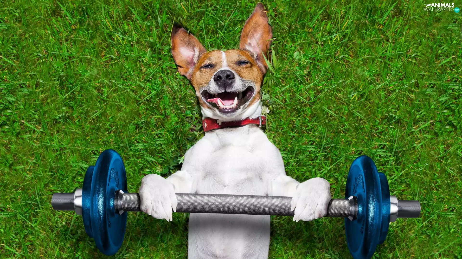 Funny, Jack Russell Terrier, Weights, dog