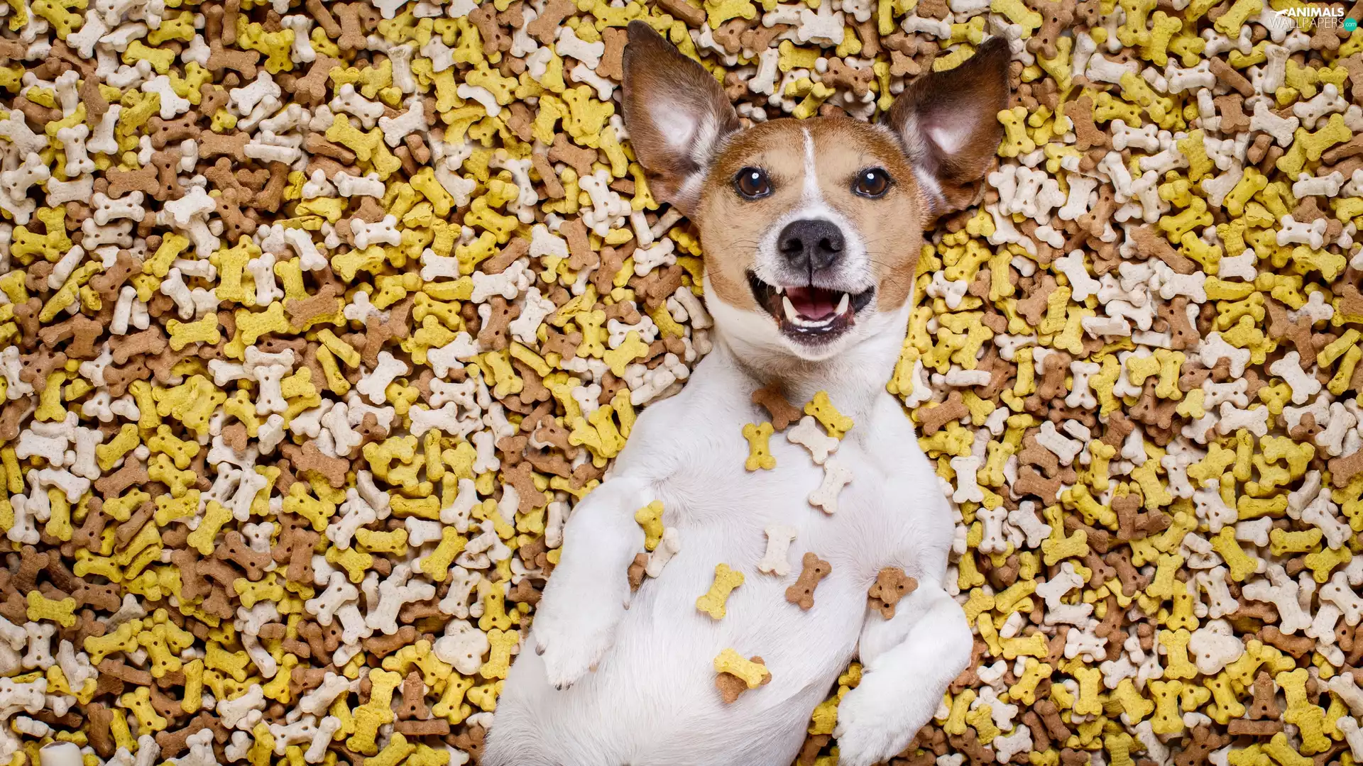 lying, Jack Russell Terrier, fodder, dog