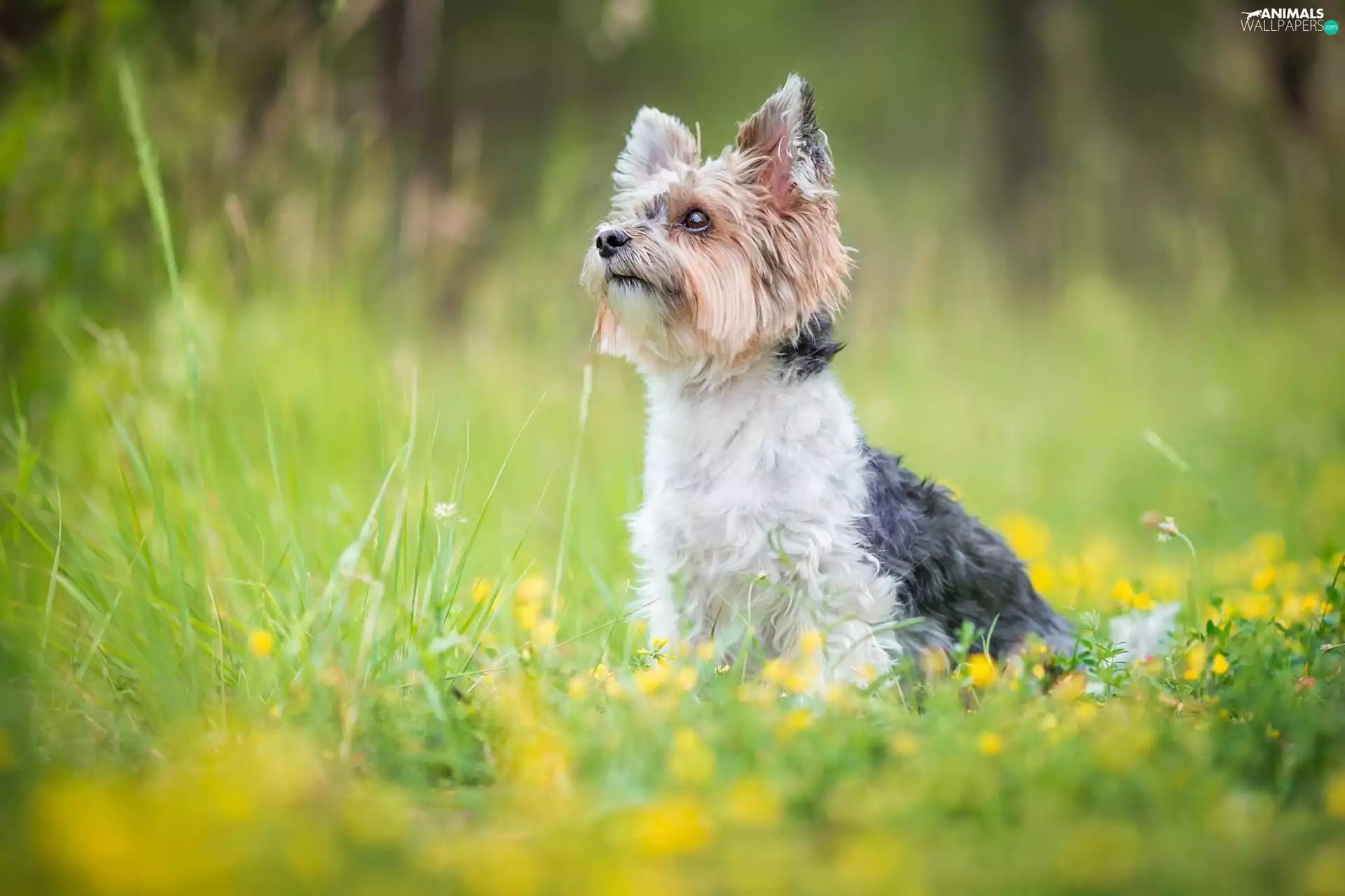 Flowers, grass, Yorkshire Terrier, Meadow, dog