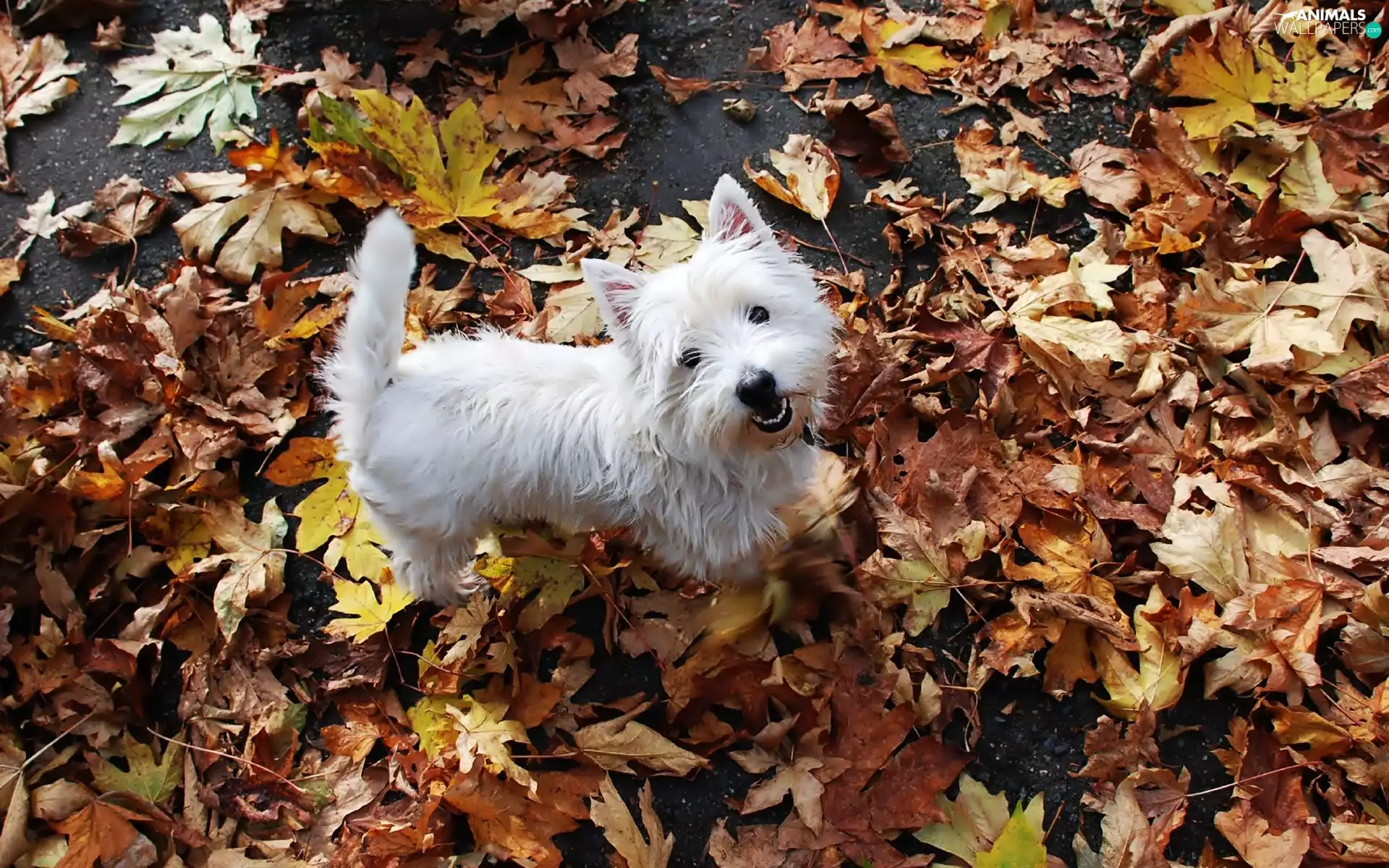 West Highland White Terrier, White, doggy