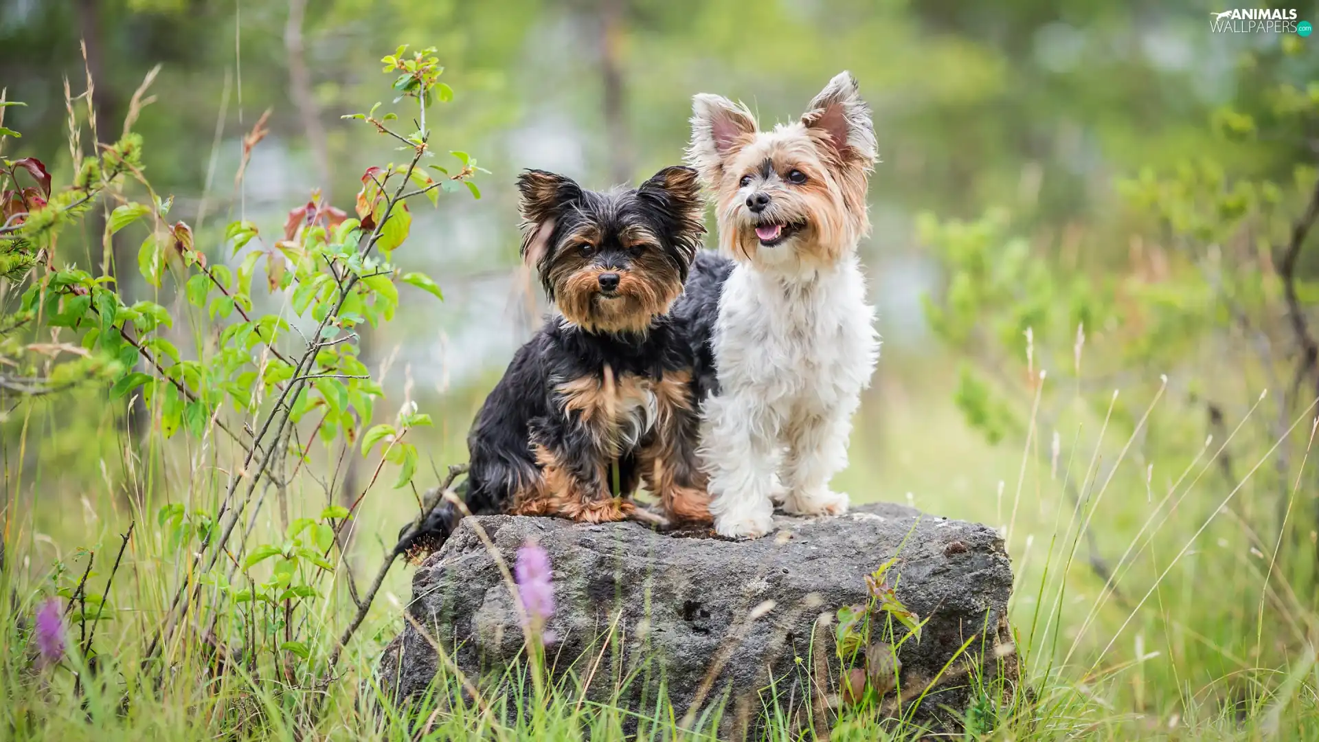 Two cars, Yorkshire Terrier, Stone, Dogs