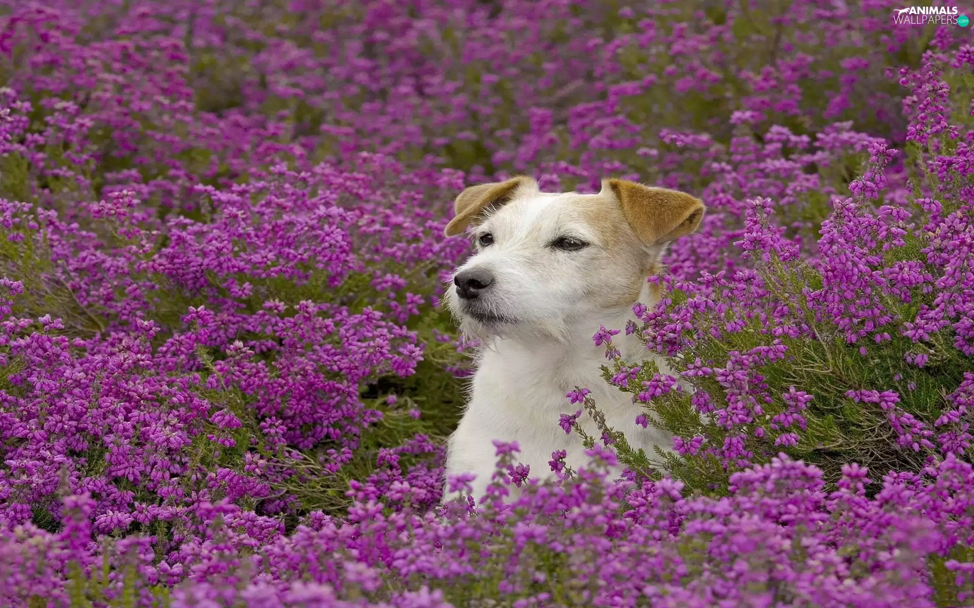 Russell, Terrier, Flowers, Jack, Meadow
