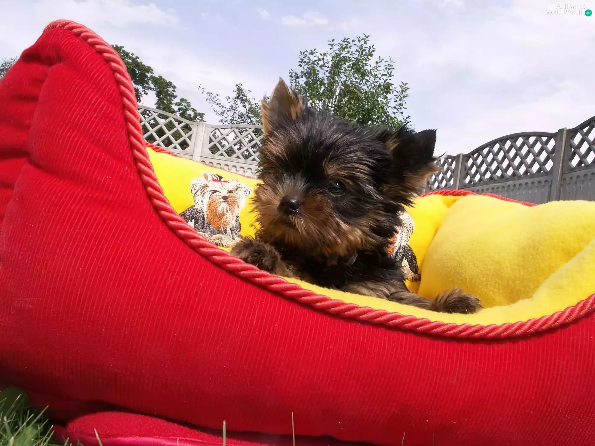 haunt, puppie, Yorkshire Terrier