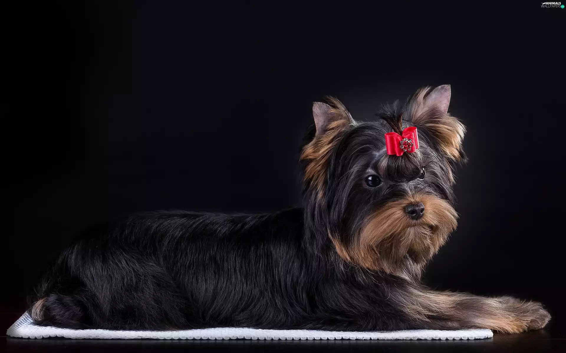 Loop, dog, Yorkshire Terrier
