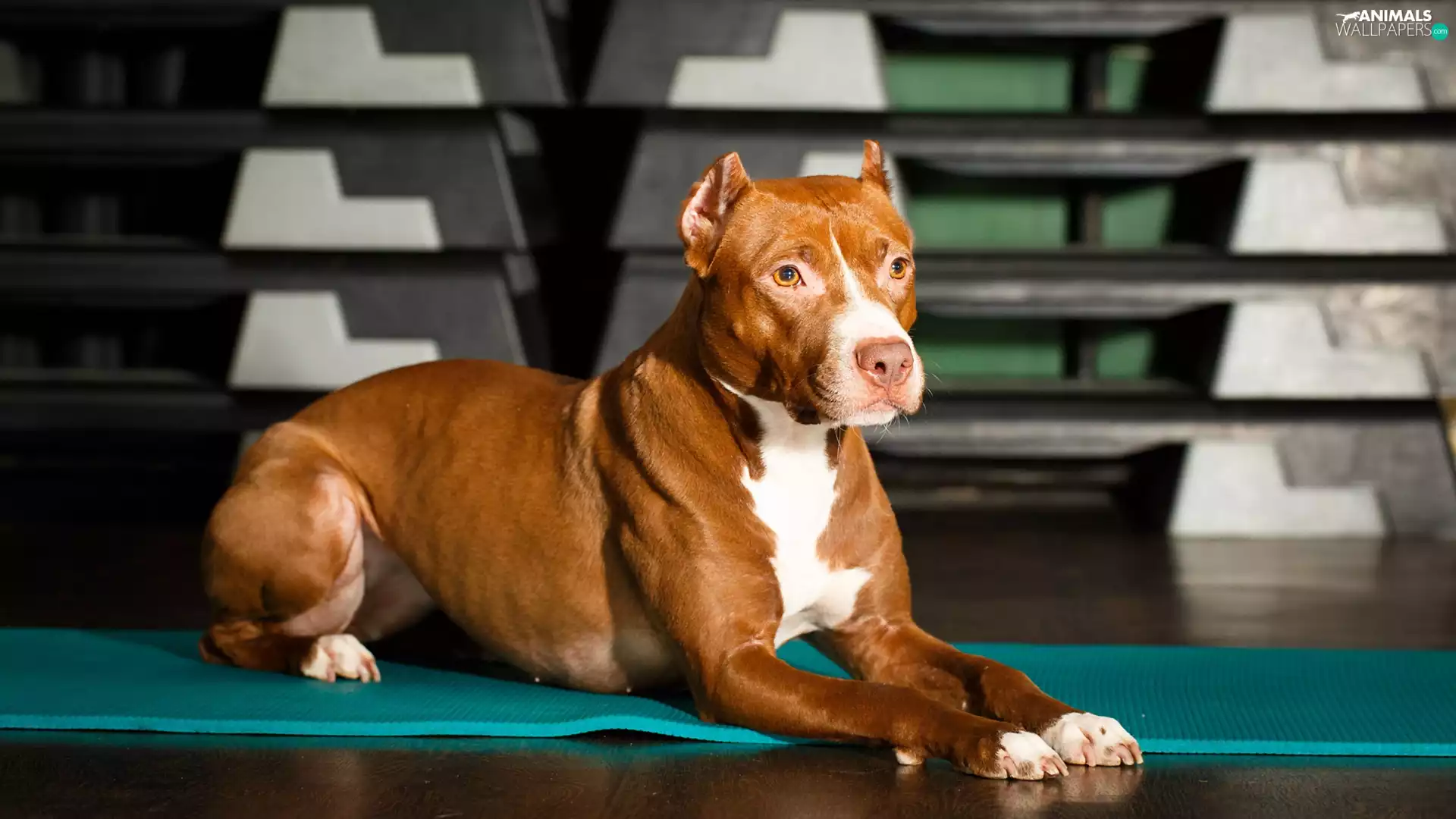 lying, American Pitbull Terrier