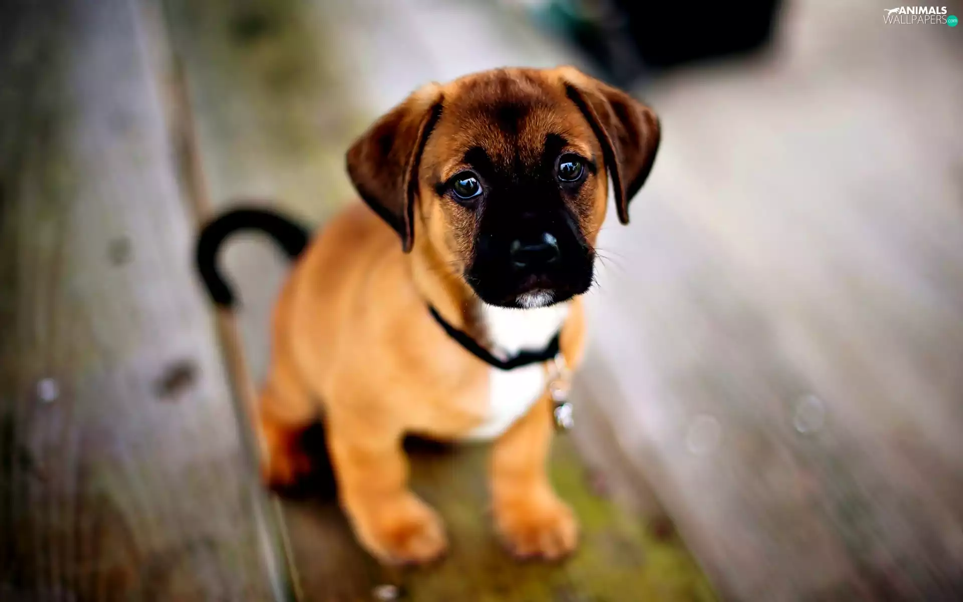 Puppy, Staffordshire Bull Terrier
