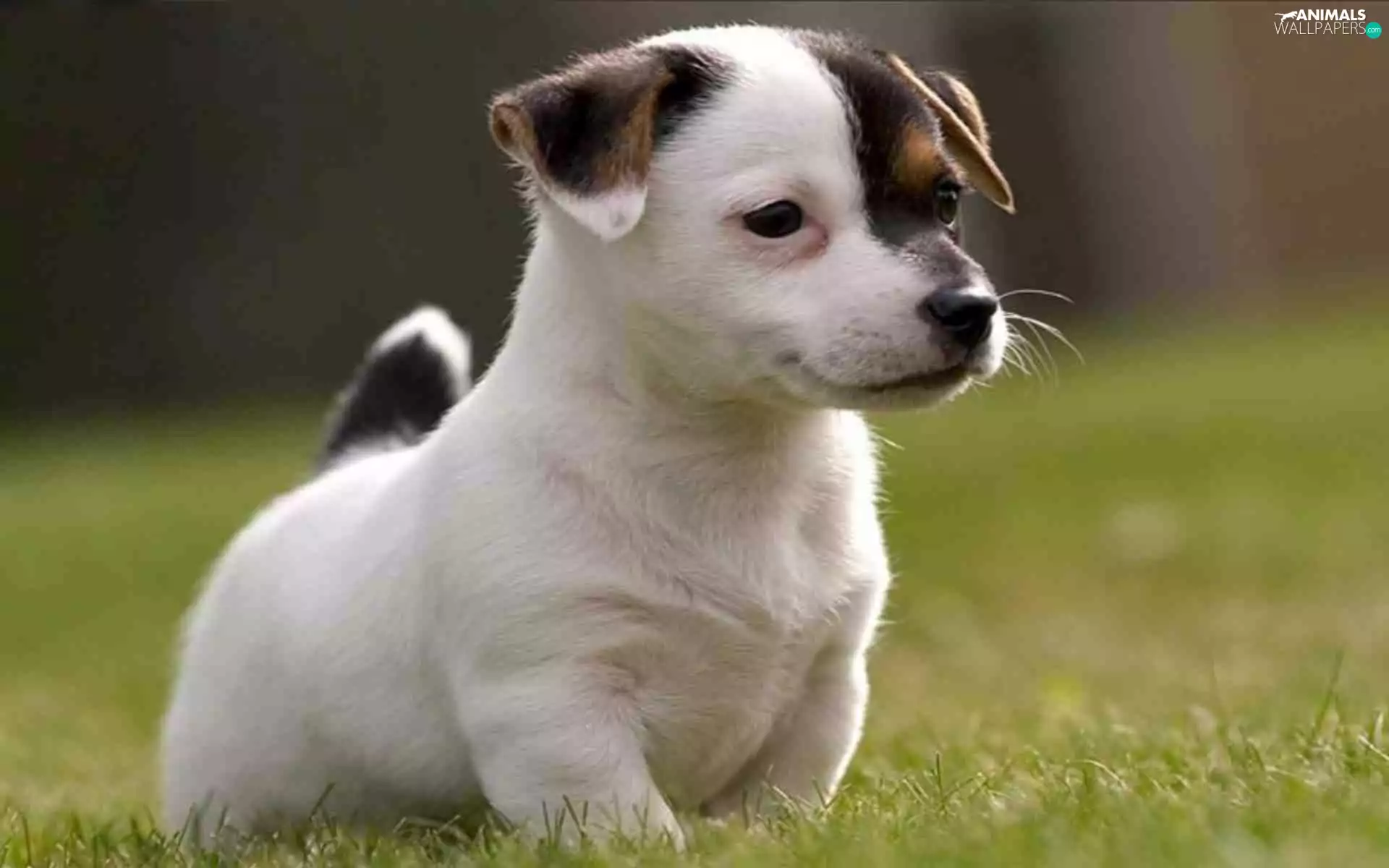 Puppy, Jack Russell Terrier