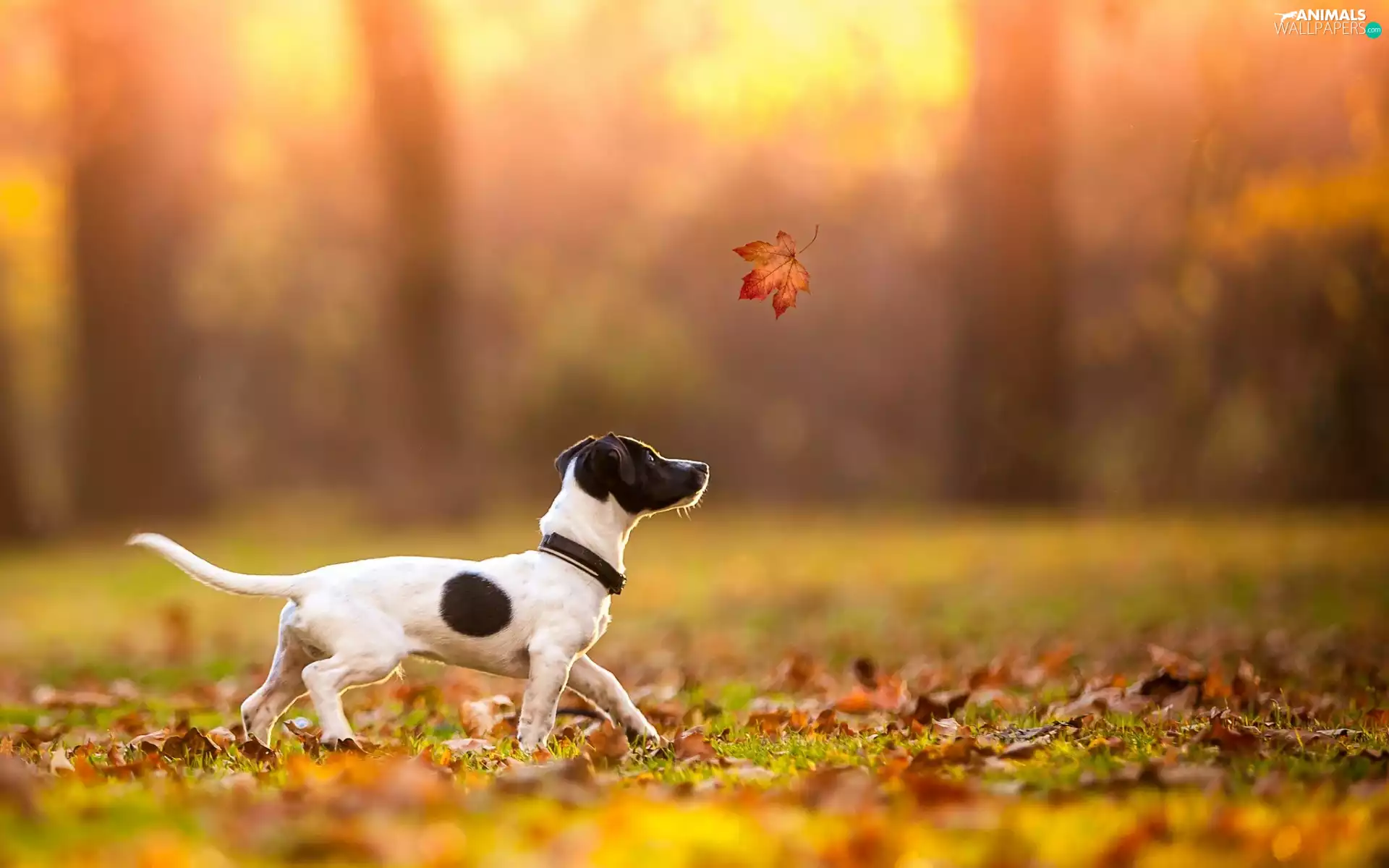 dog, Jack Russell Terrier, Leaf, leaf, autumn