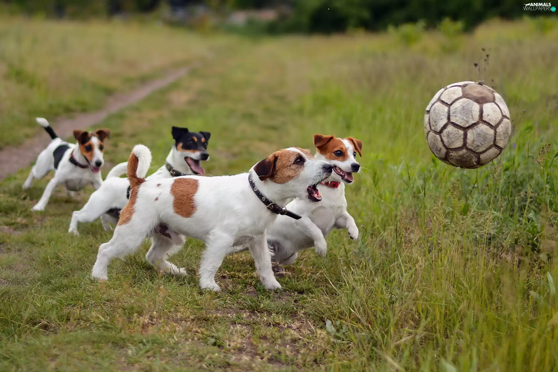 Meadow, Jack Russell Terrier, play, Ball, Dogs