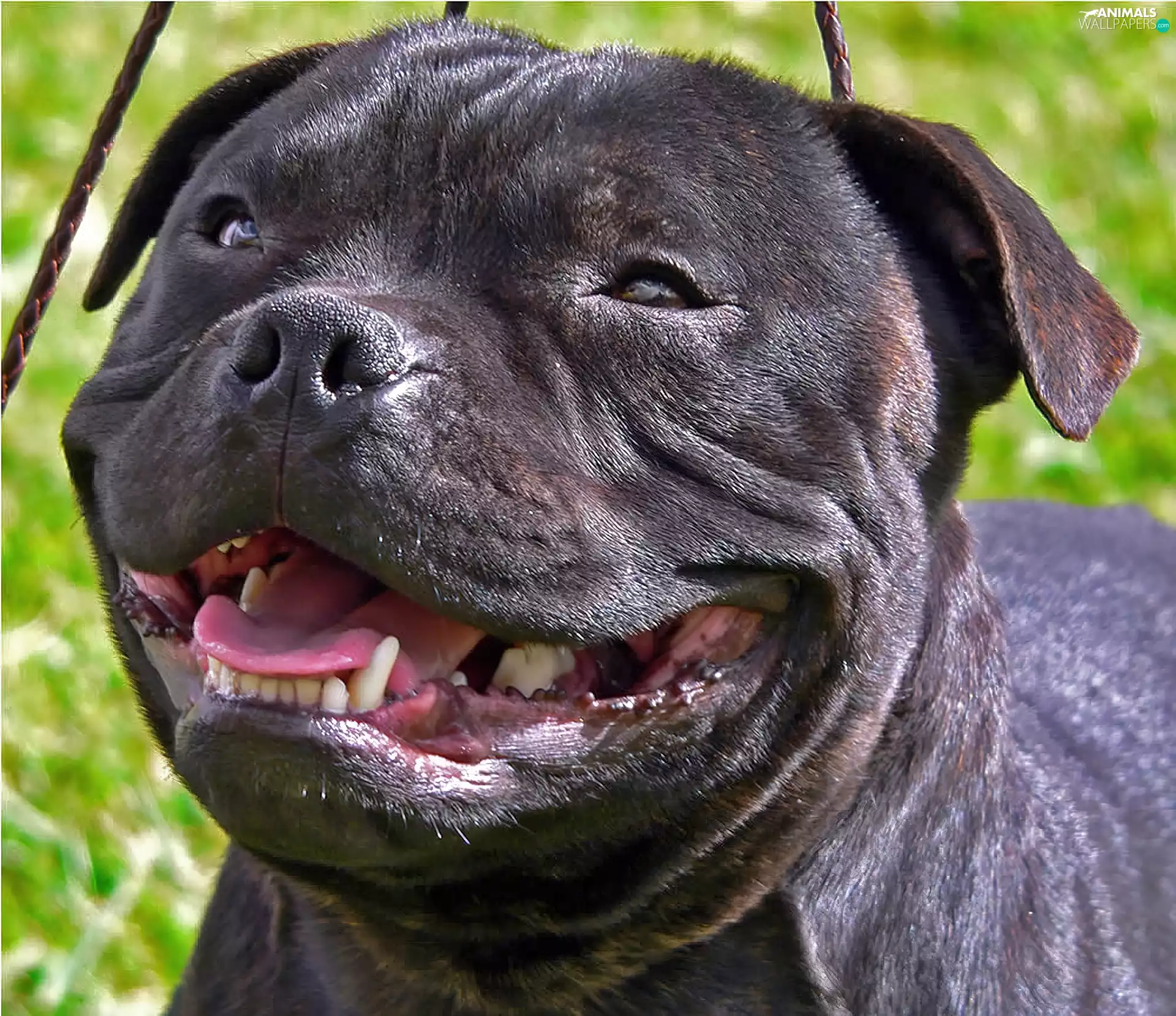 Smile, Staffordshire Bull Terrier