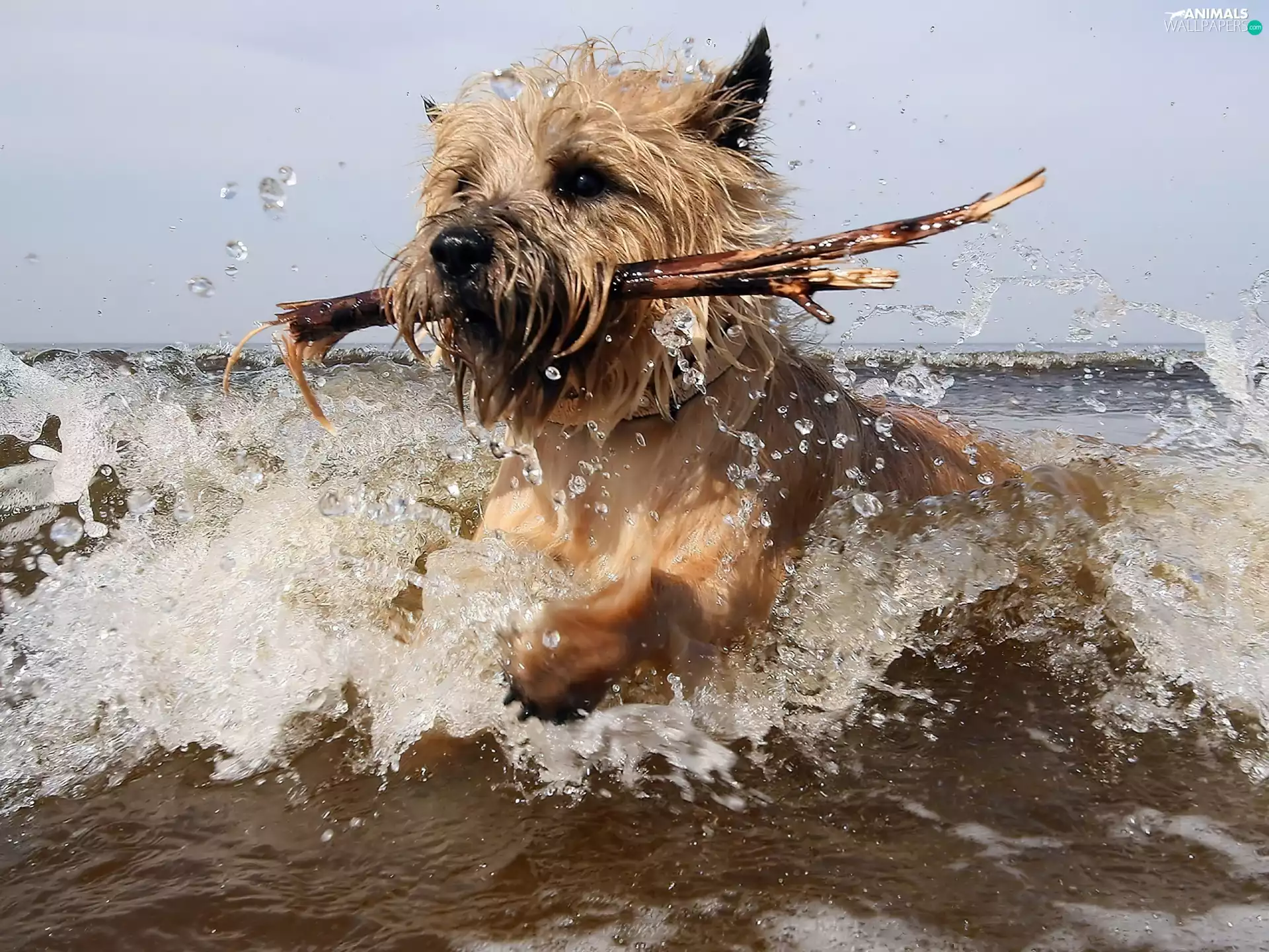 stick, dog, Cairn Terrier