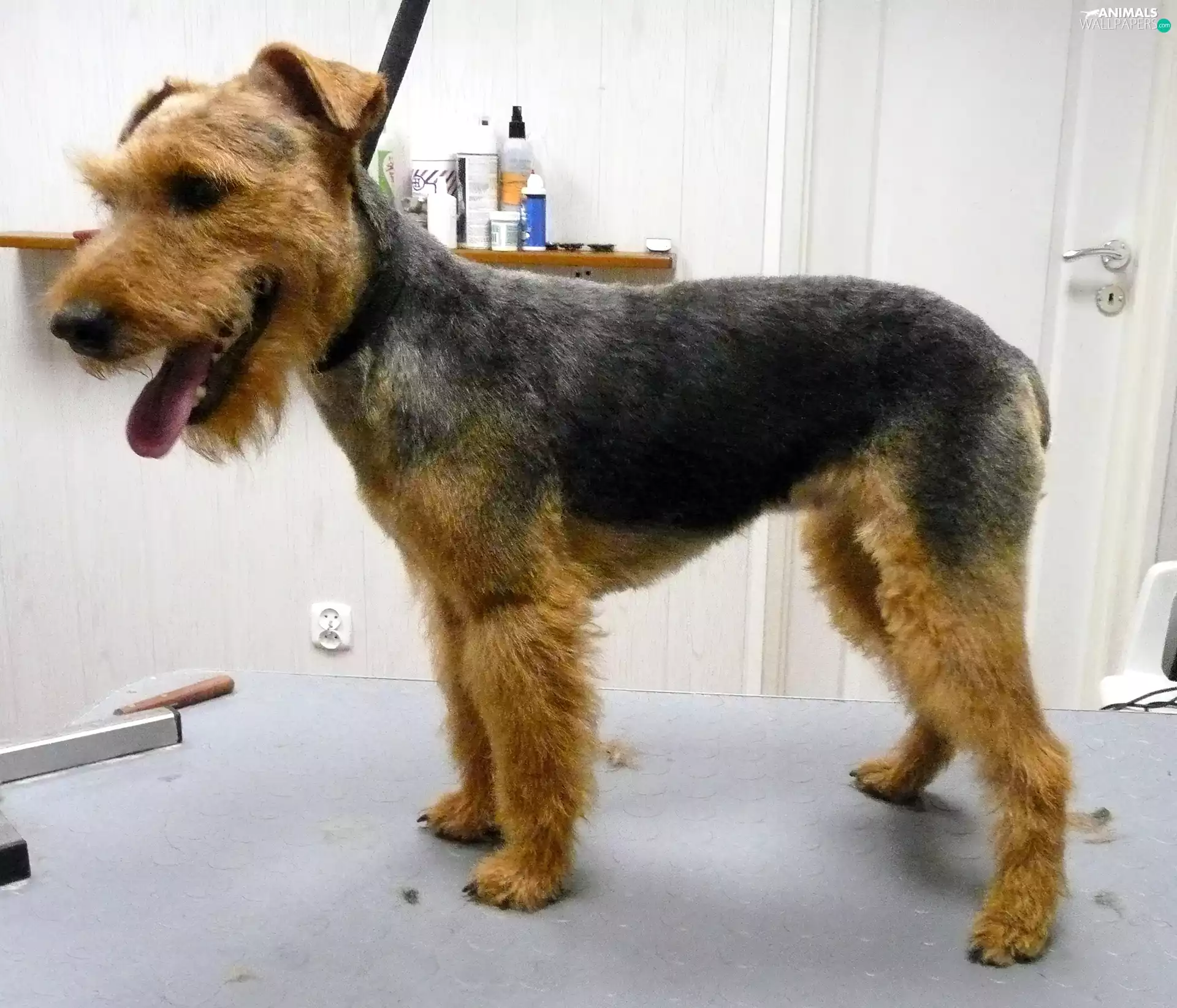 Welsh Terrier, tan, ointment, black