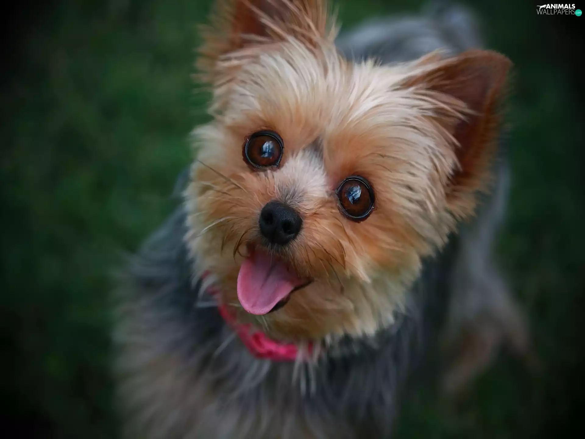 Tounge, muzzle, Yorkshire Terrier