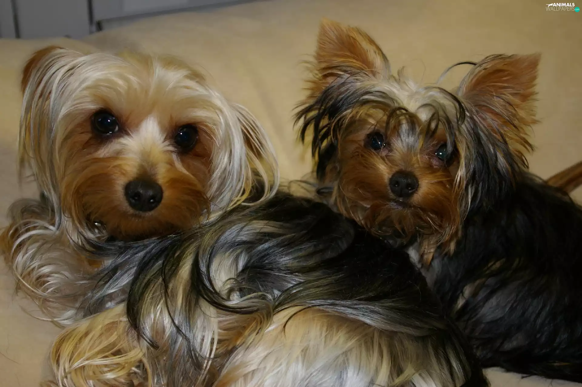 Yorkshire Terrier, Two cars, puppies