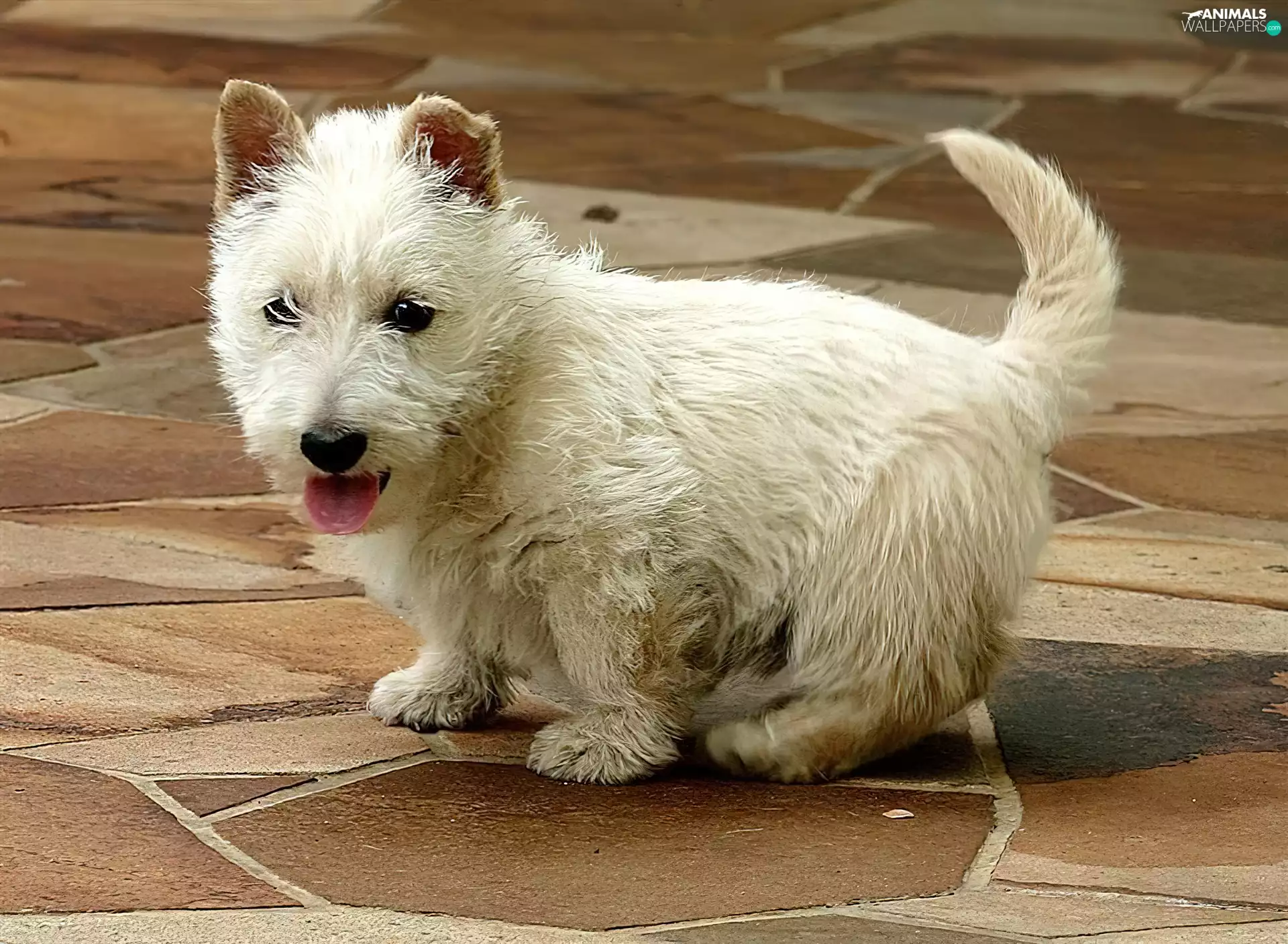 West Highland White Terrier