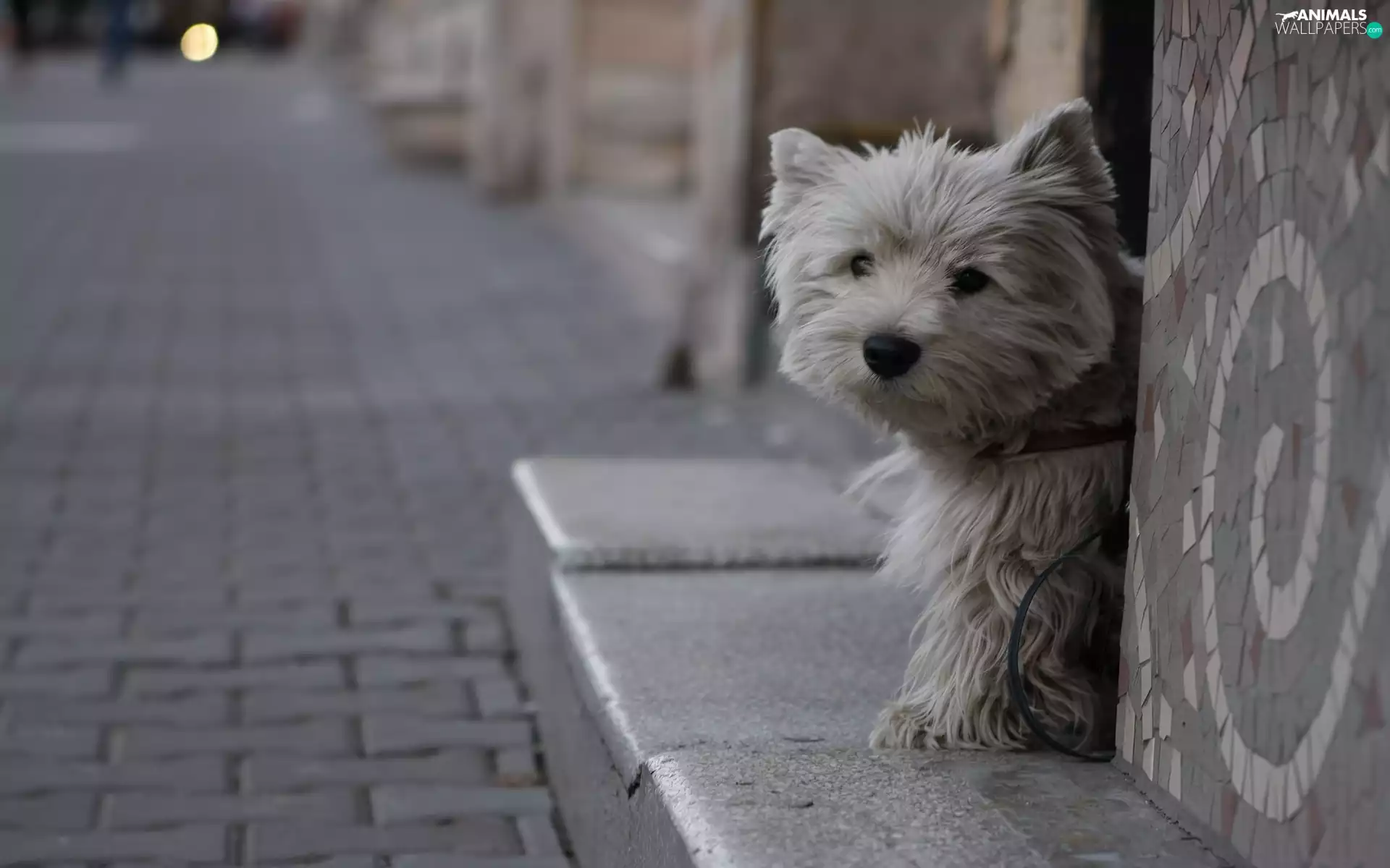 West Highland White Terrier