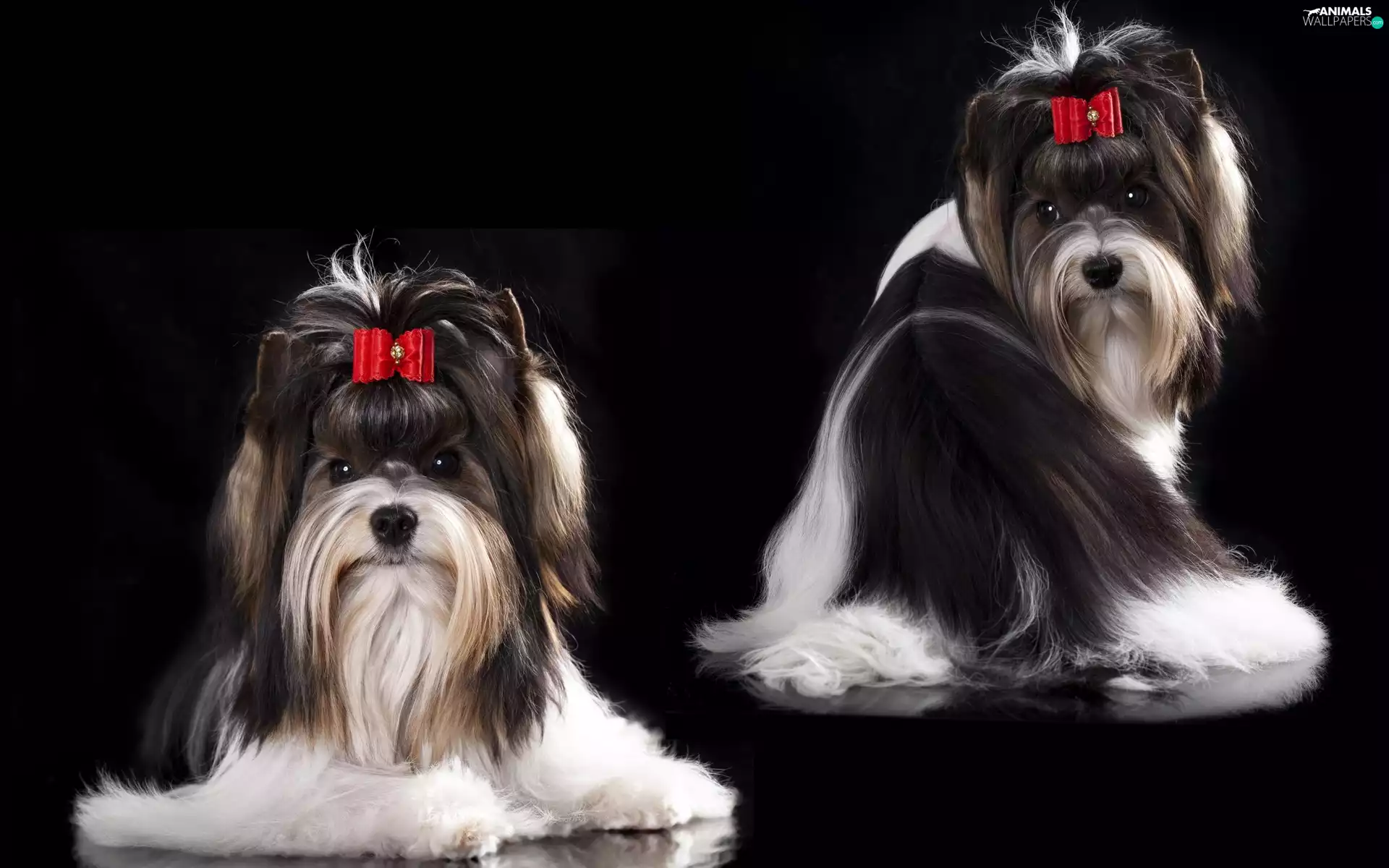 Terrier, Dogs, Yorkshire