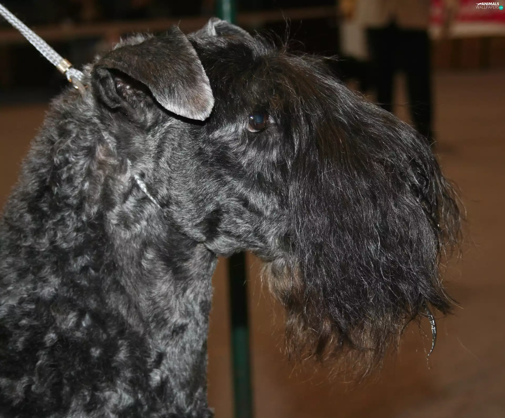 Head, Kerry blue terriera