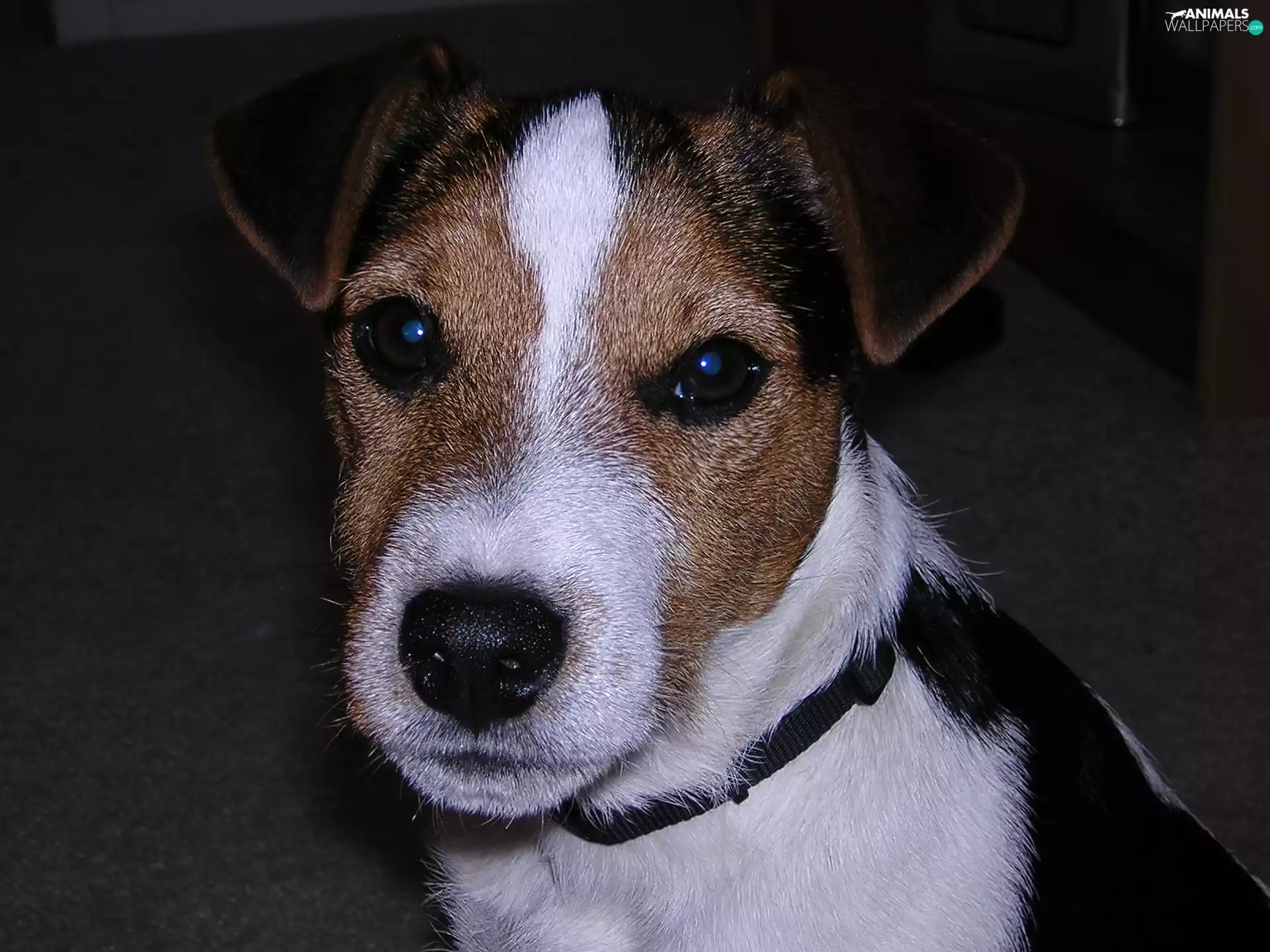 Head, Jack Russell Terriera