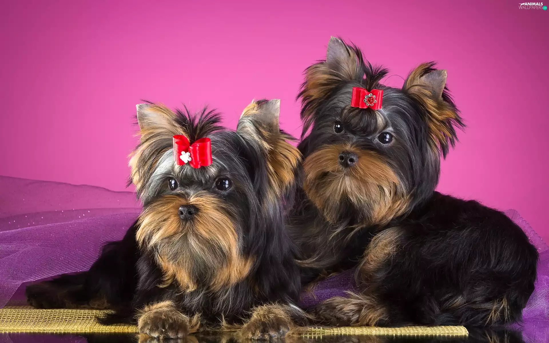 Two cars, Yorkshire Terriery