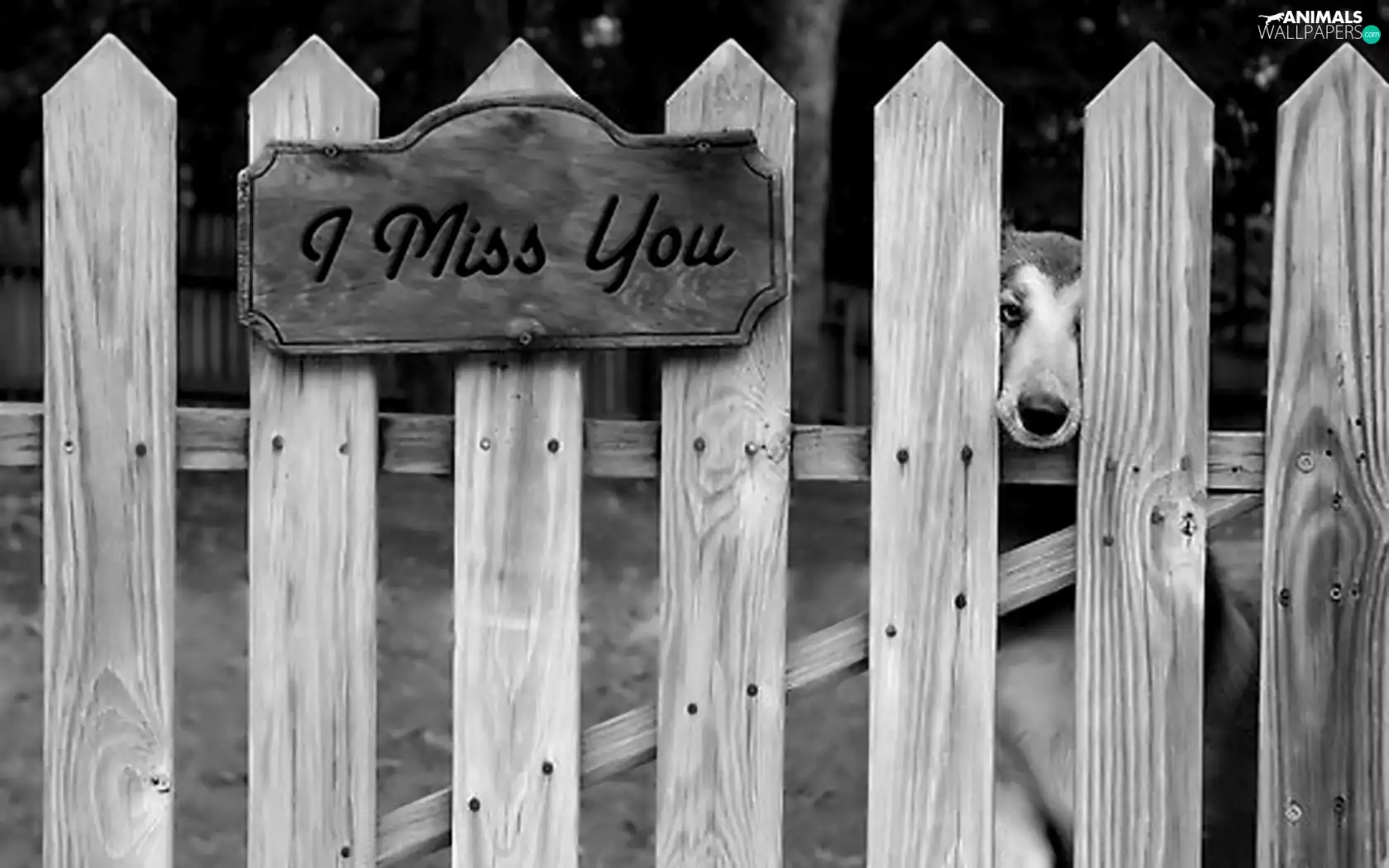 text, dog, Fance