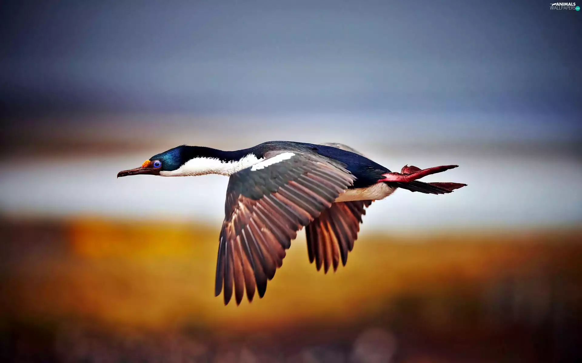 in the air, Wild, duck