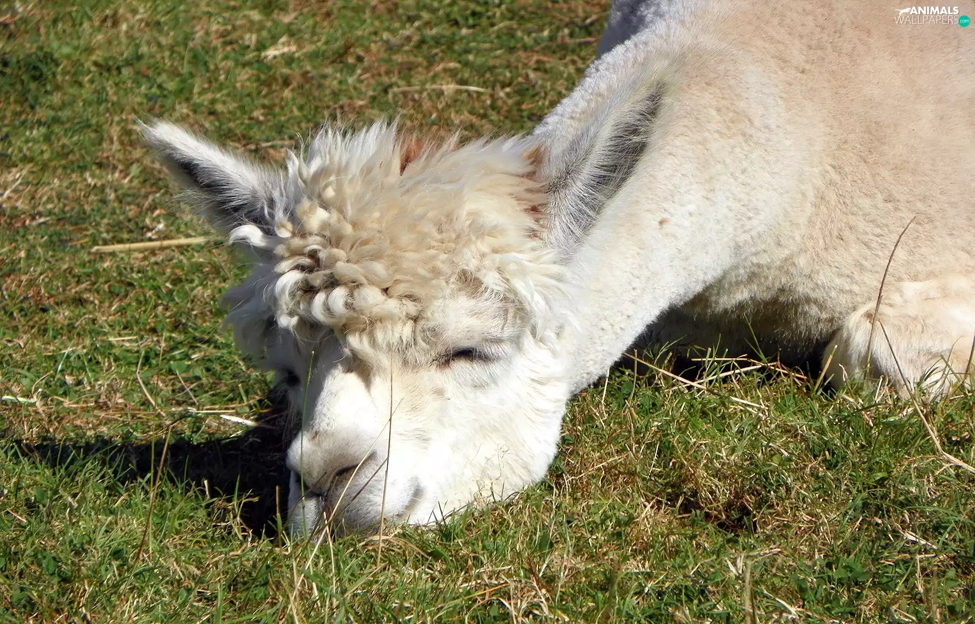 the sleeping, Alpaca