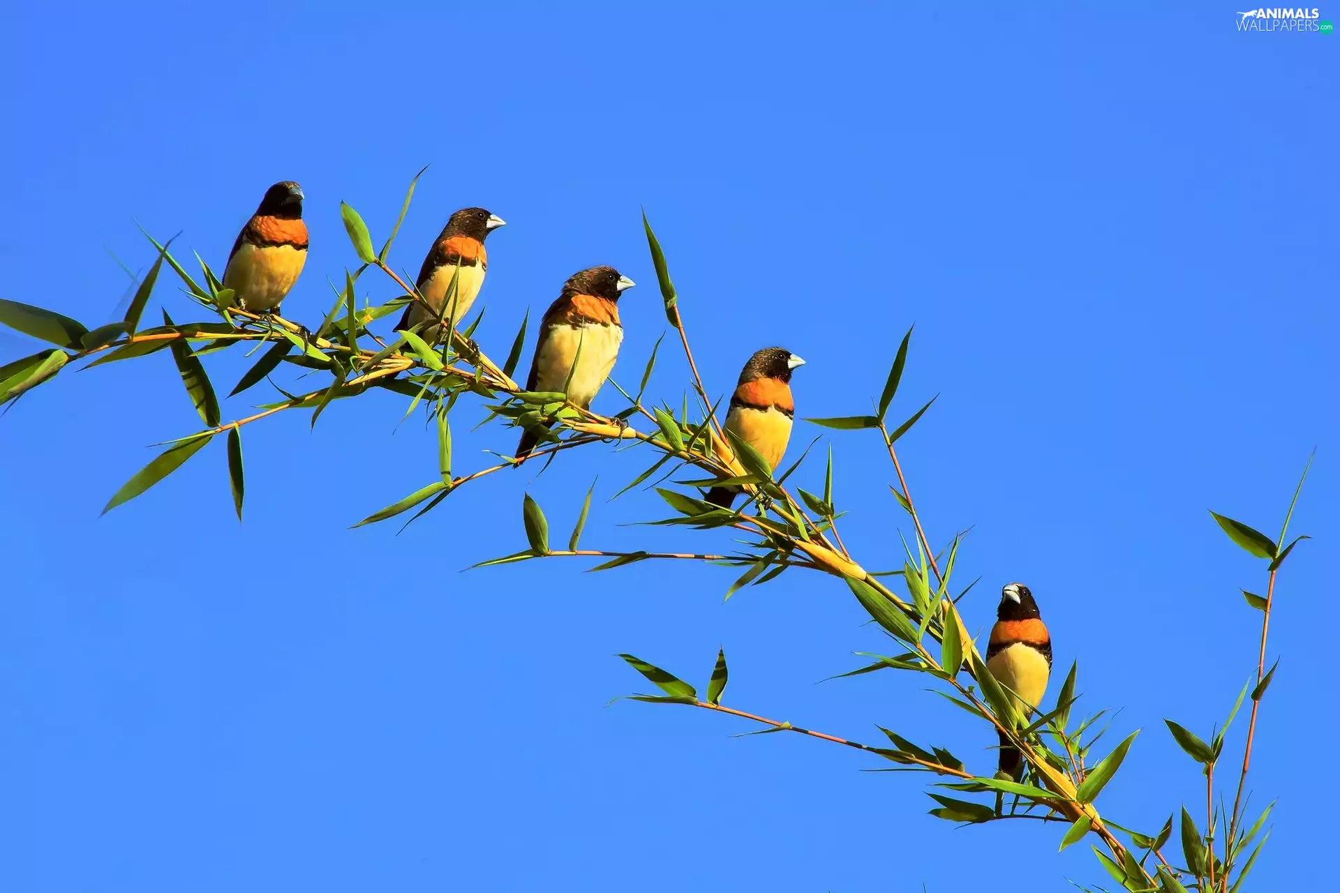 twig, Birds on the log, an