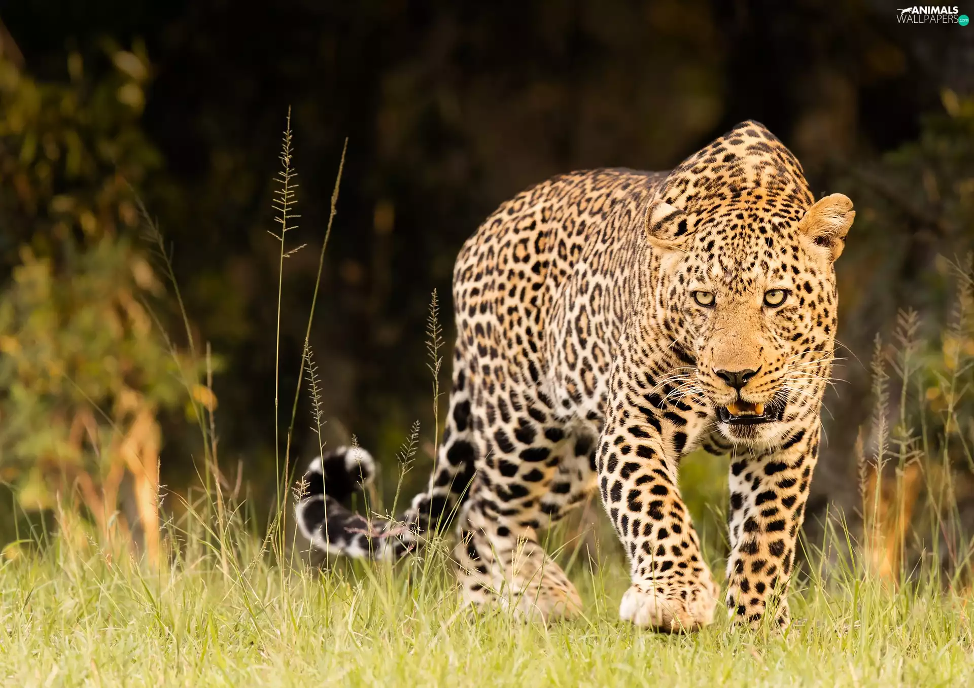 blur, Dark Background, The look, grass, Leopards