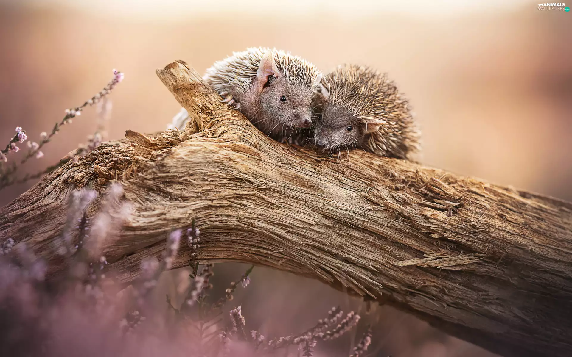 trees, Two cars, Flowers, Lod on the beach, hedgehogs, viewes, heathers