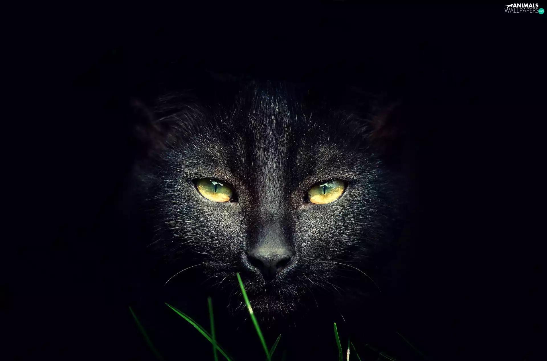 Yellow, Eyes, cat, The look, Black
