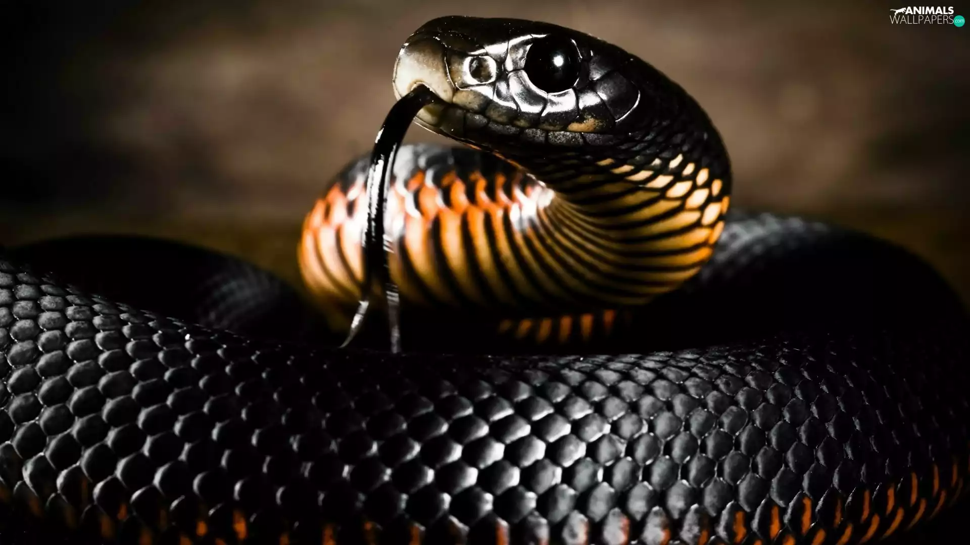 Venomous, Snake, Mamba, The Biggest, black