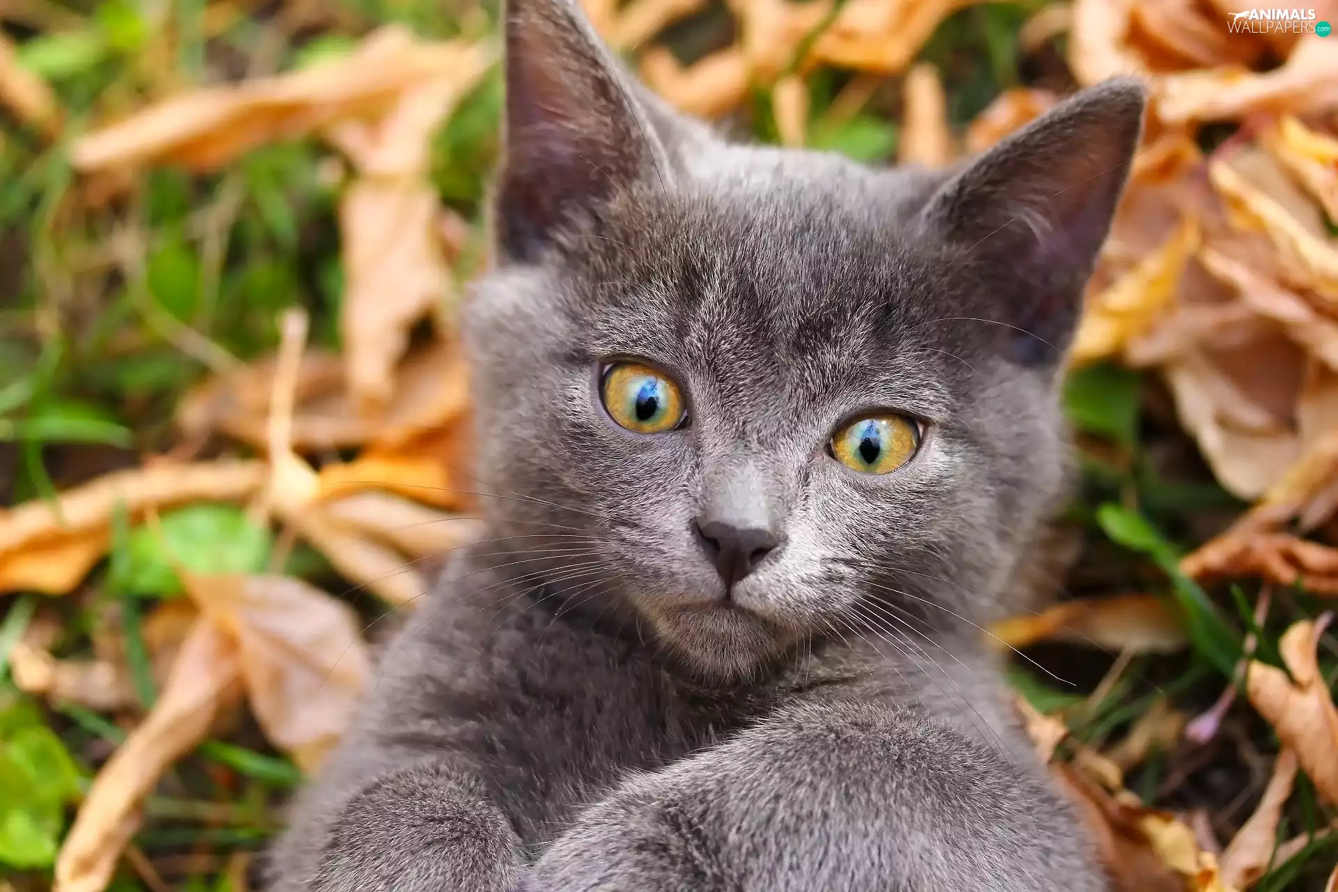 British Shorthair Cat, The look, Leaf, rapprochement