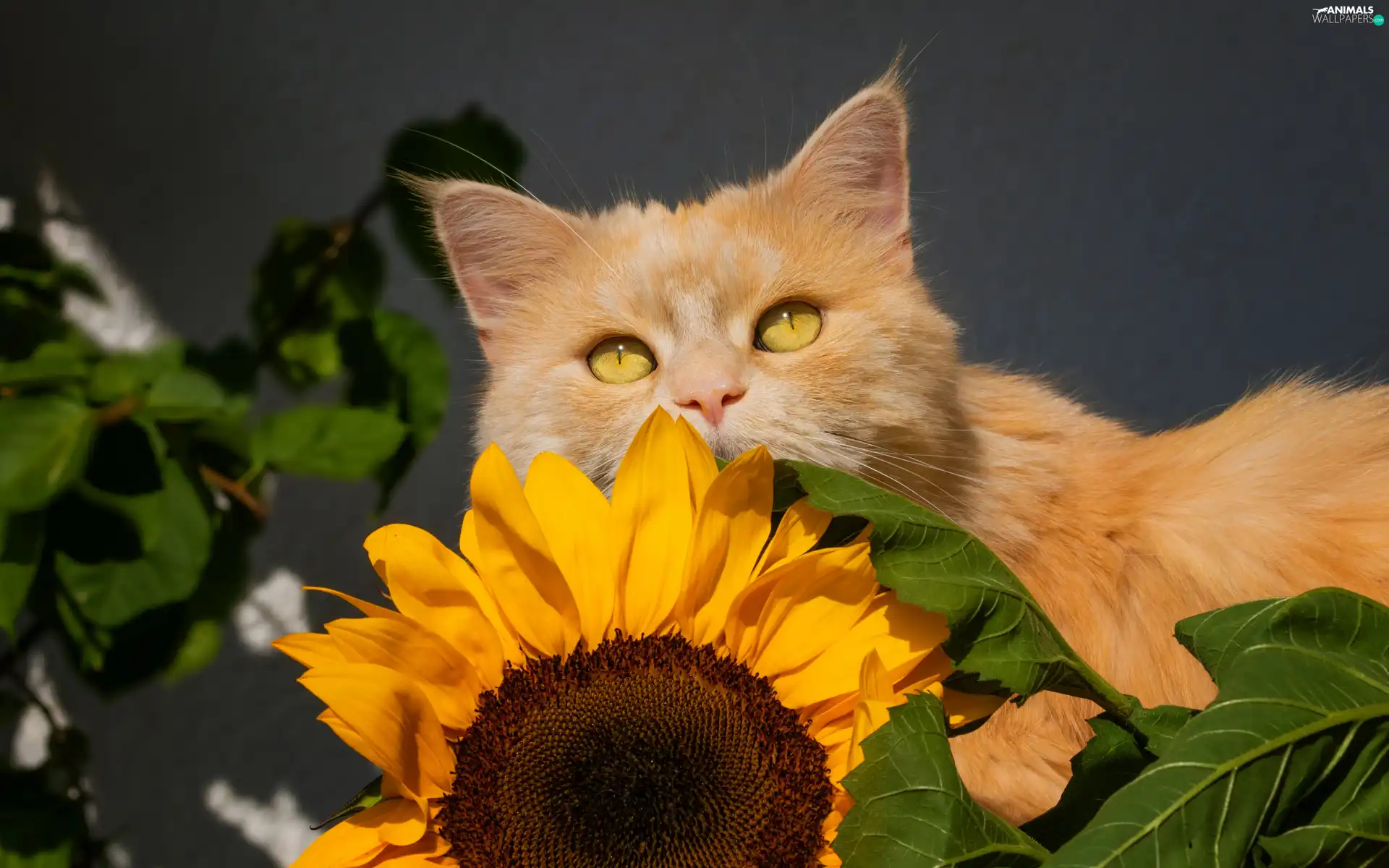 The look, Yellow, Leaf, Eyes, Sunflower, cat, ginger, Colourfull Flowers