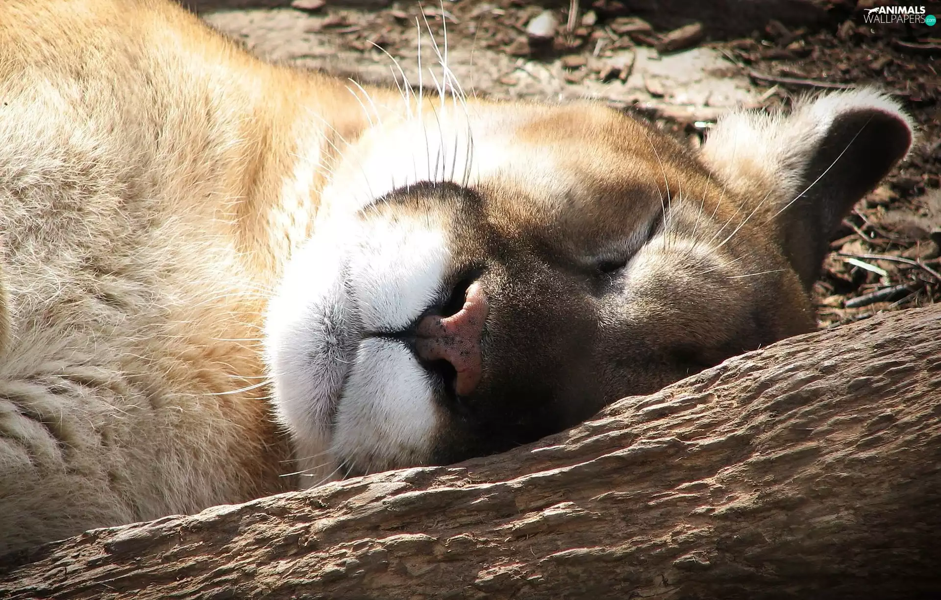 the sleeping, cougar