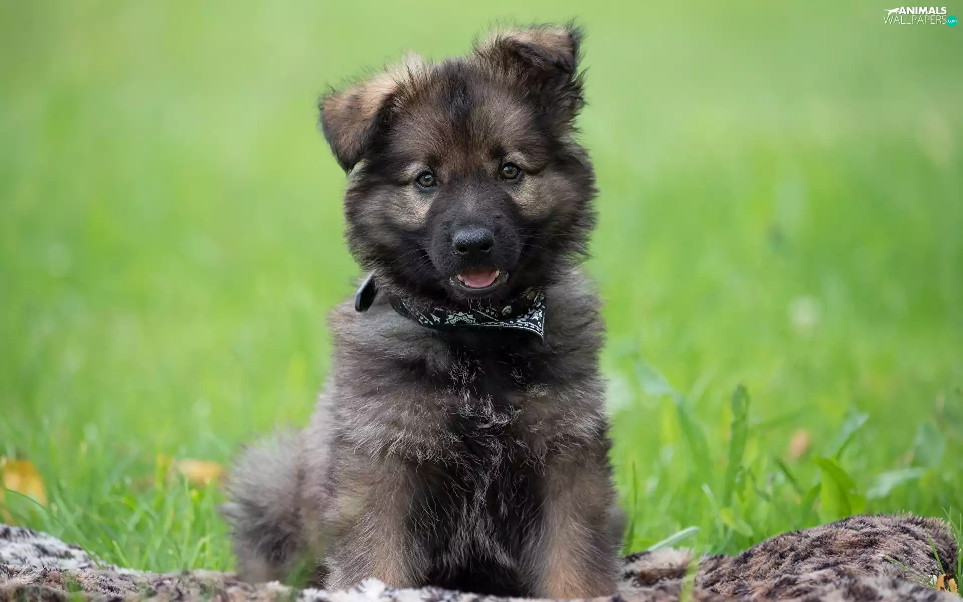 coverlet, grass, Puppy, The look, dog