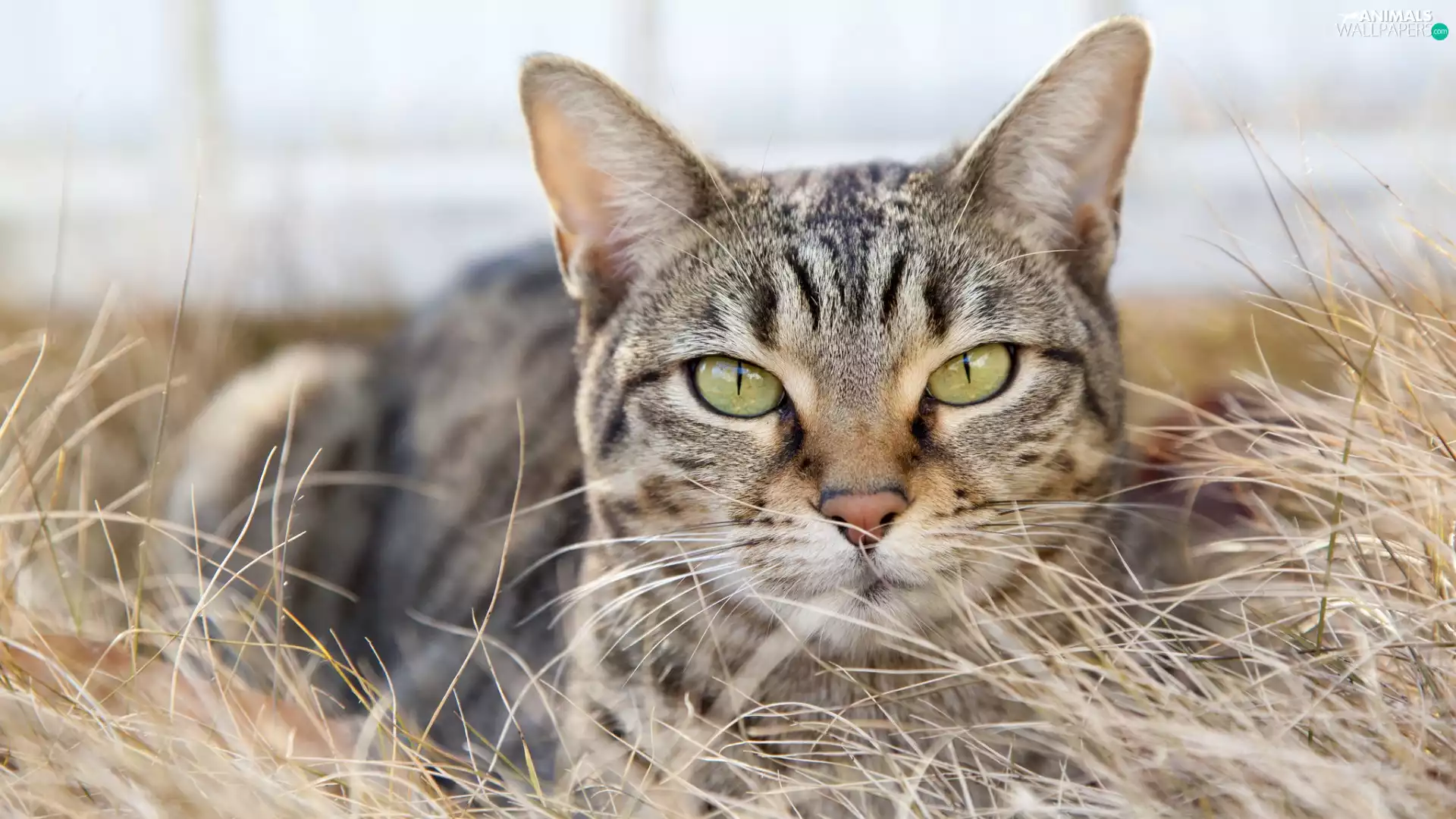 dry, grass, cat, The look, dun