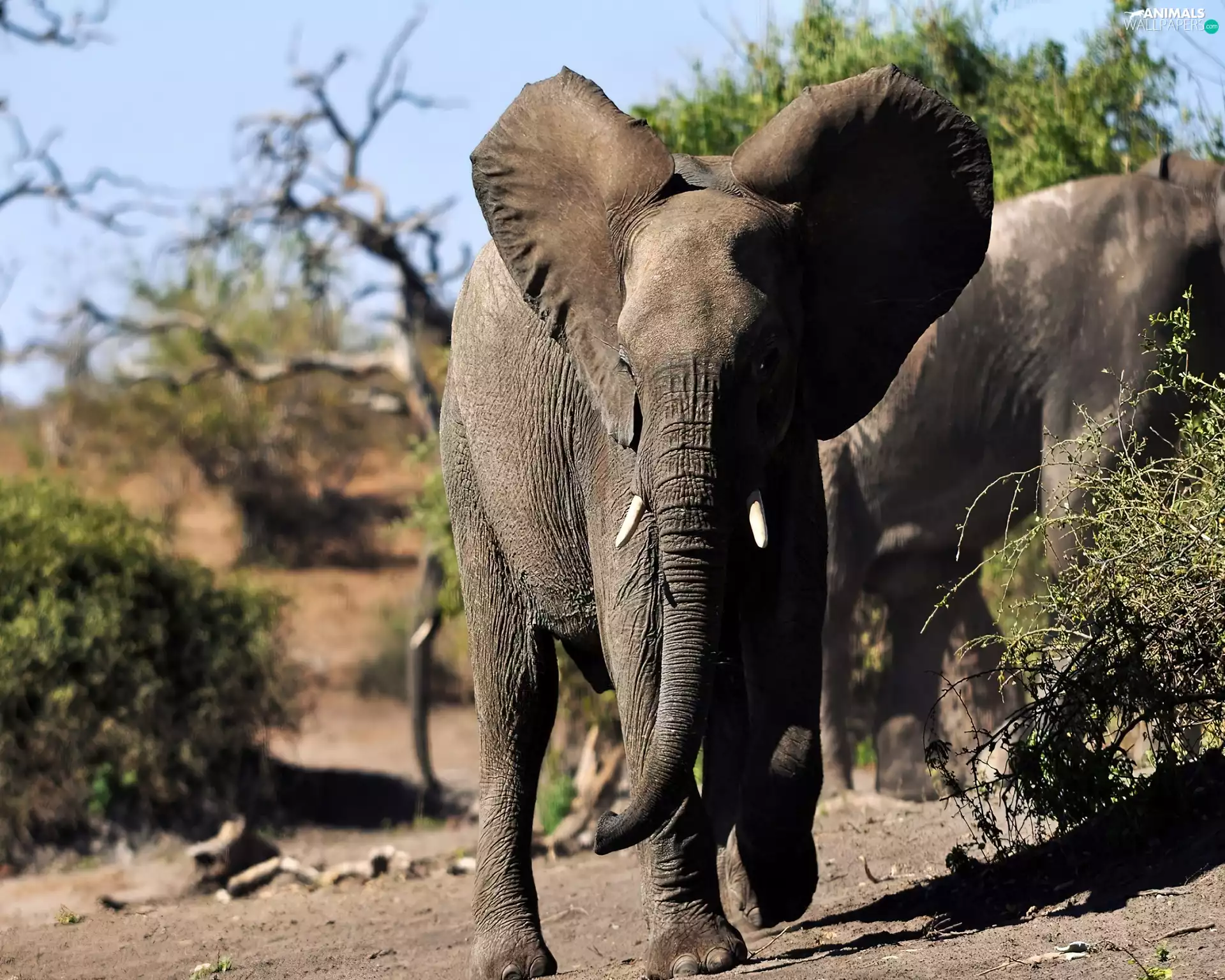 The charging, Elephant