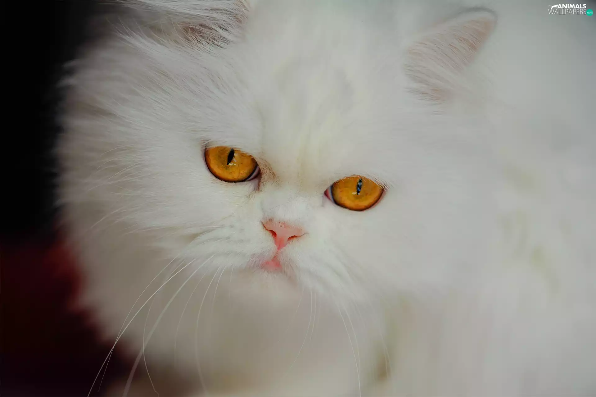 cat, White, Eyes, The look, honey, fluffy