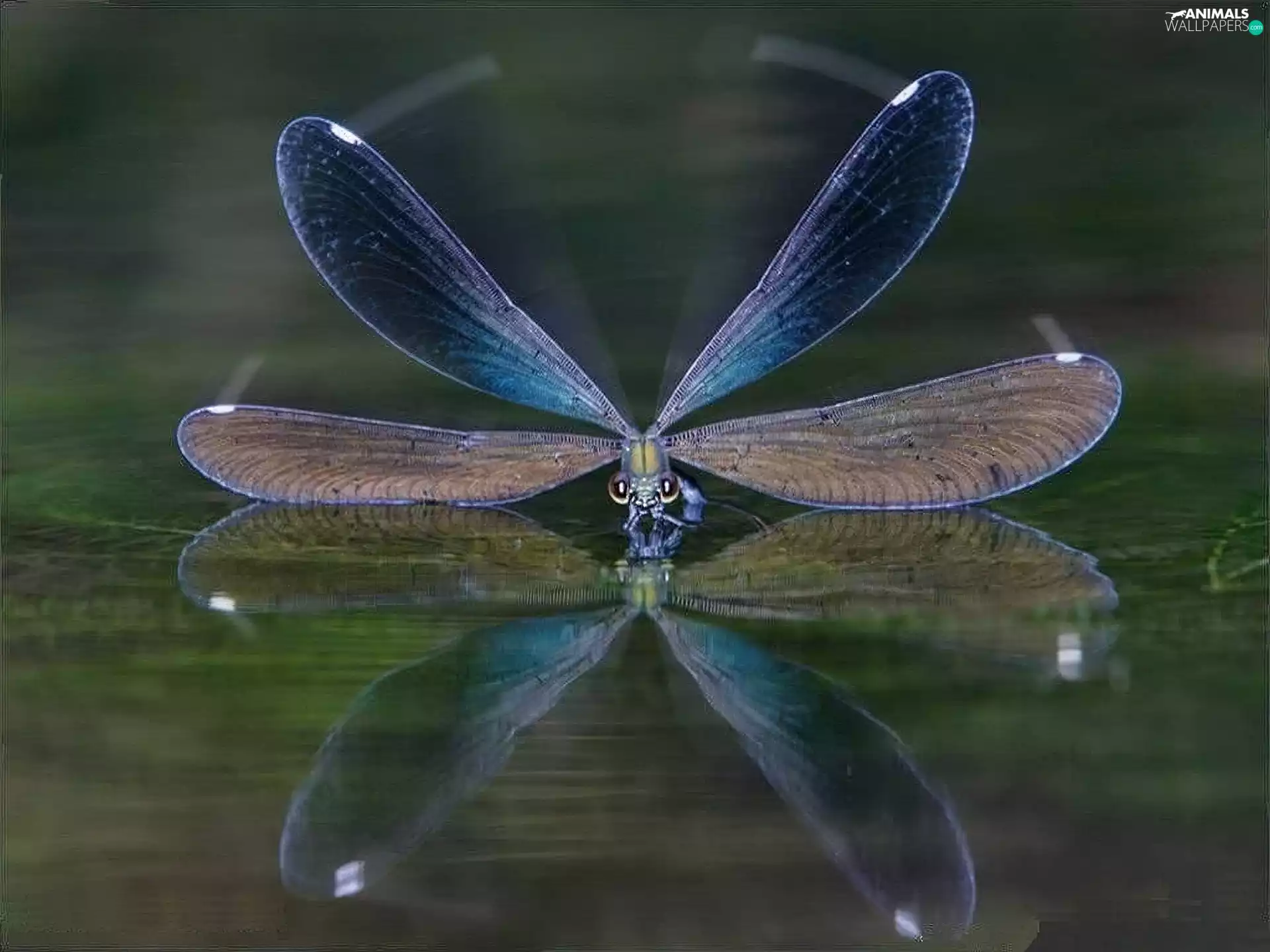 water, the flying, dragon-fly